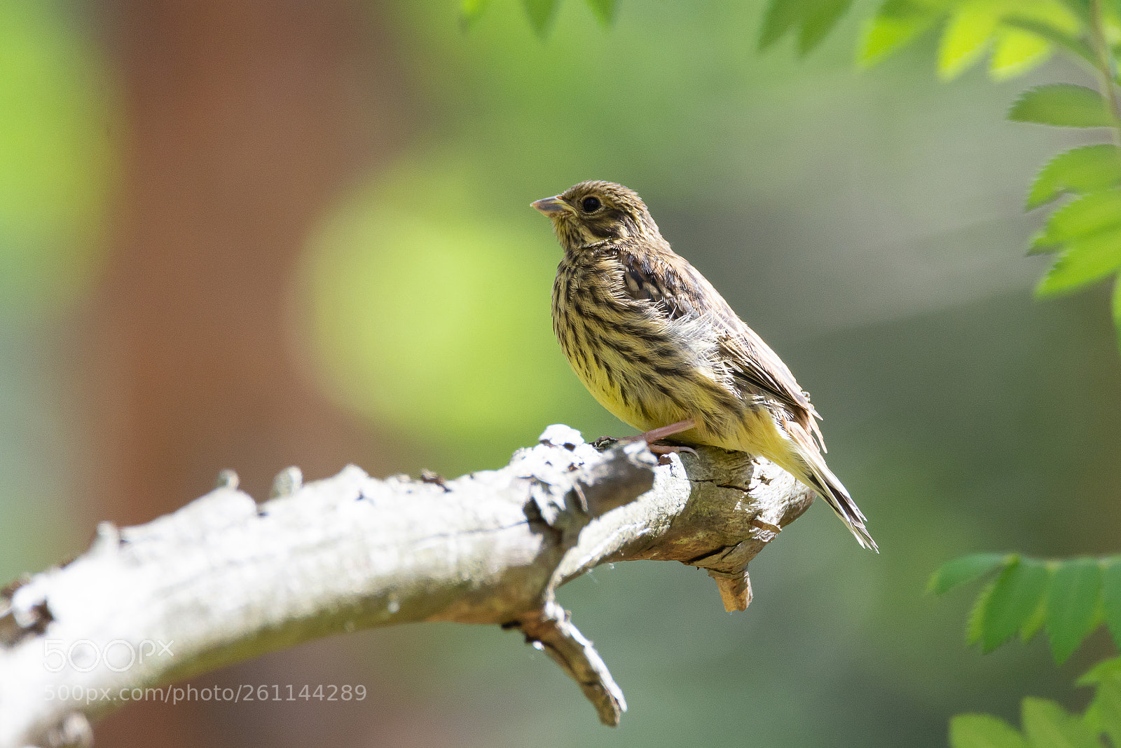 Nikon D7100 sample photo. Relaxing bird photography
