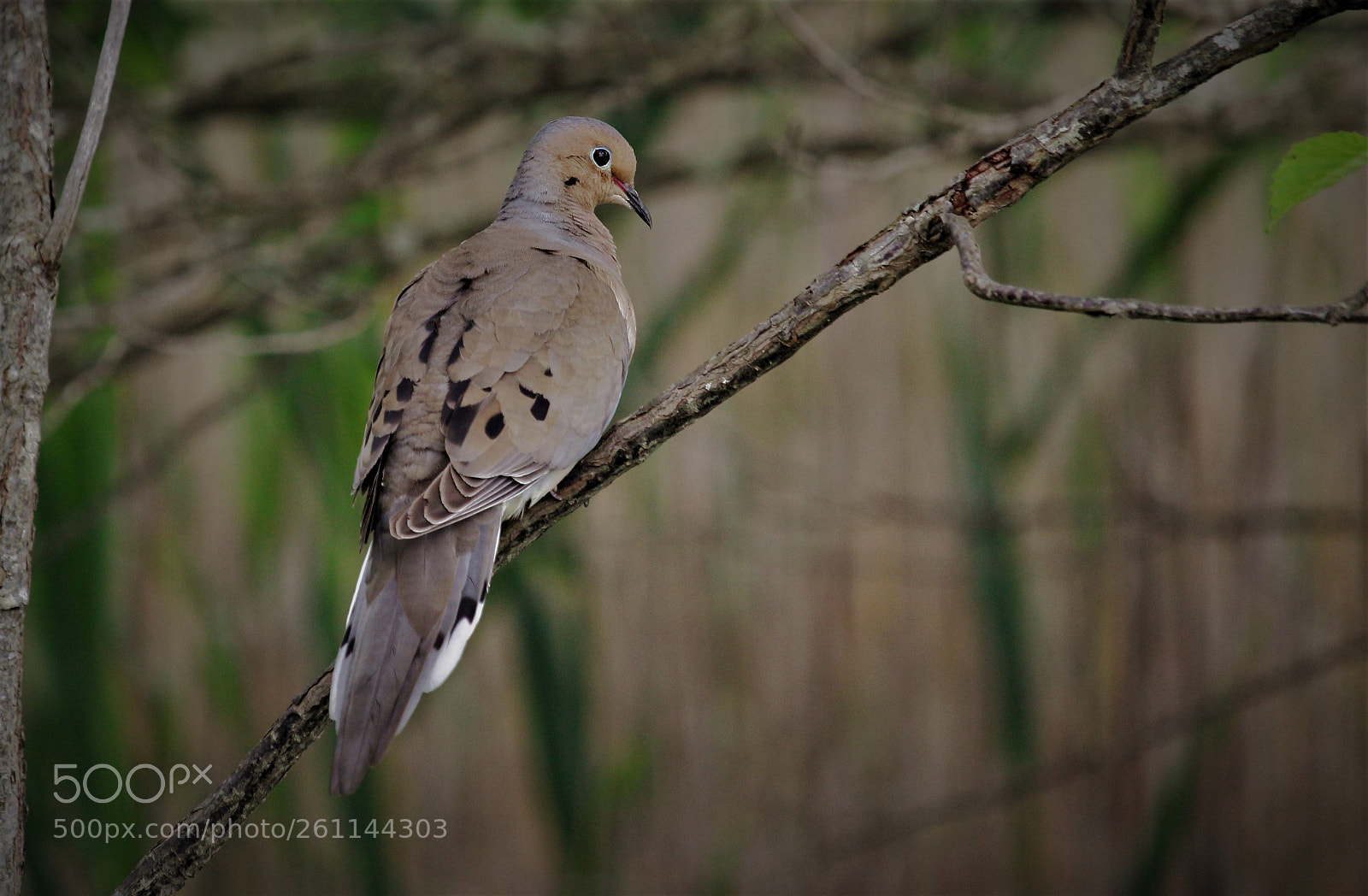 Canon EOS 1300D (EOS Rebel T6 / EOS Kiss X80) sample photo. Glance of a dove photography