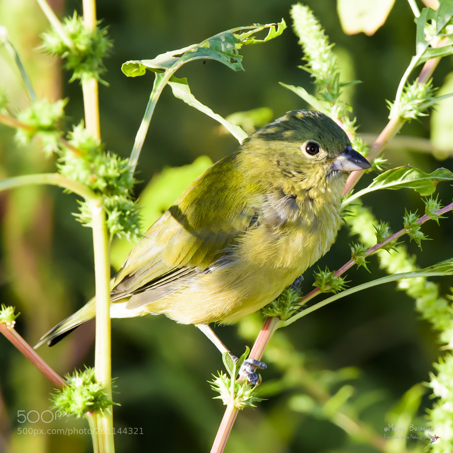 Nikon D810 sample photo. Mbs photography