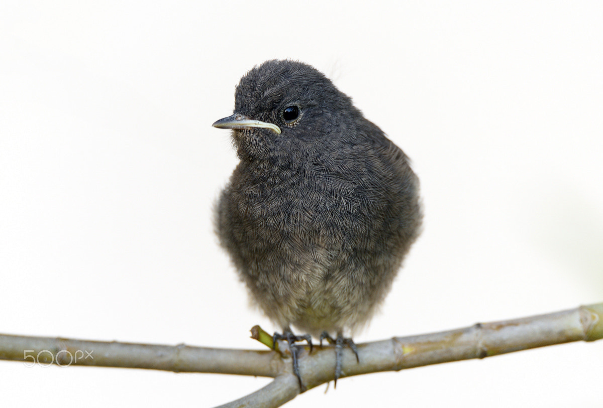 Nikon D750 sample photo. Fledgling  black redstart photography