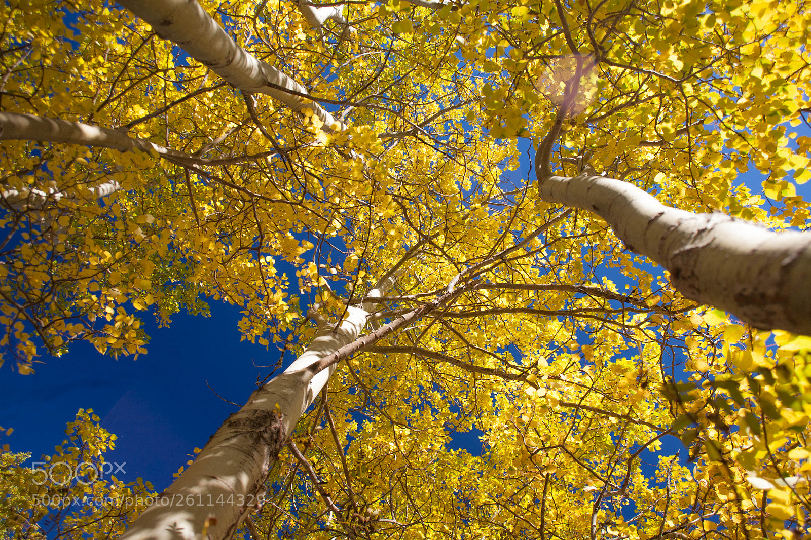 Canon EOS 5D sample photo. Tre trunk and leaves photography