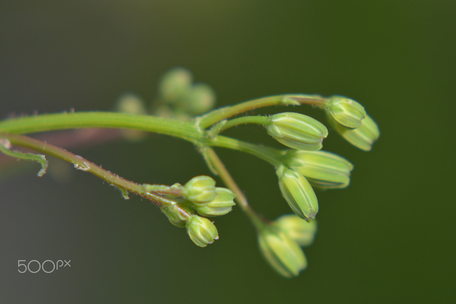 Nikon D7100 + Nikon AF-S Micro-Nikkor 105mm F2.8G IF-ED VR sample photo. A macro of a green plant with flower buds. photography