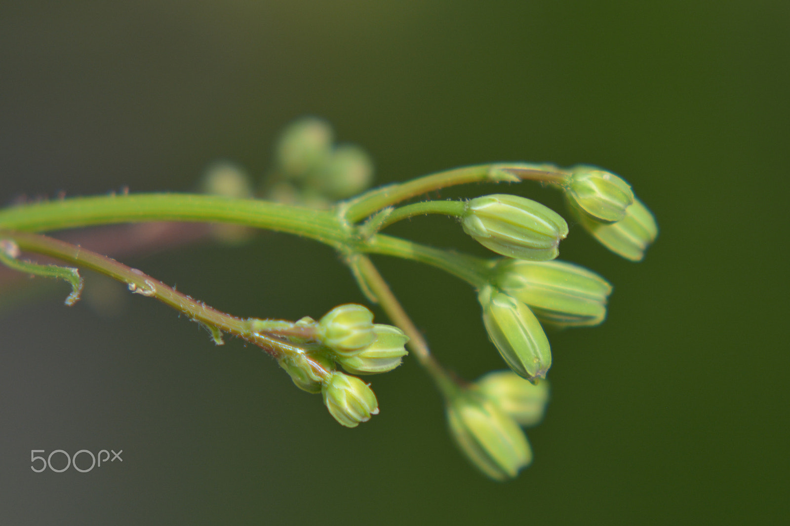 Nikon AF-S Micro-Nikkor 105mm F2.8G IF-ED VR sample photo. A macro of a green plant with flower buds. photography