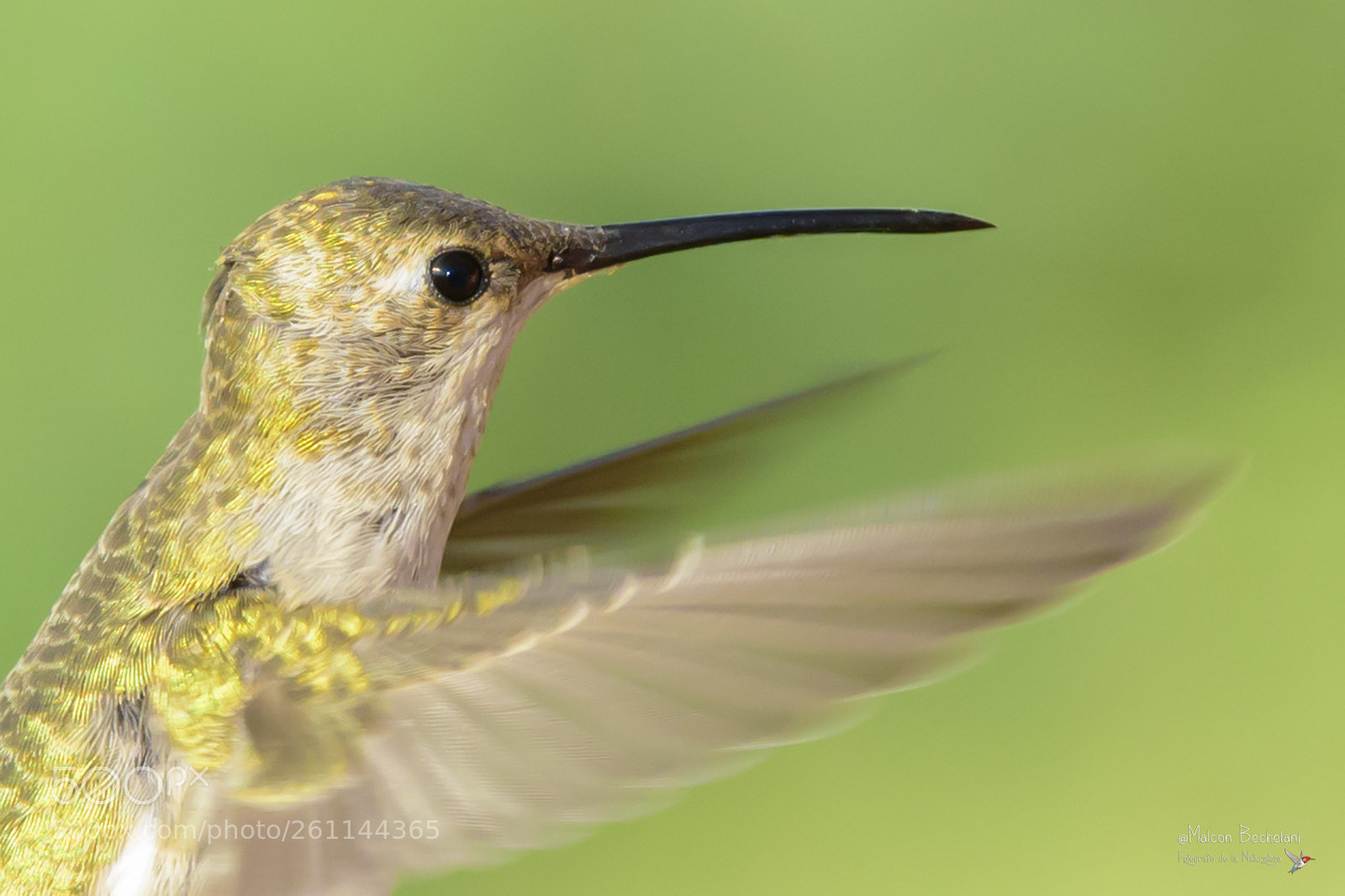 Nikon D810 sample photo. Mbs_2300-2.jpg photography