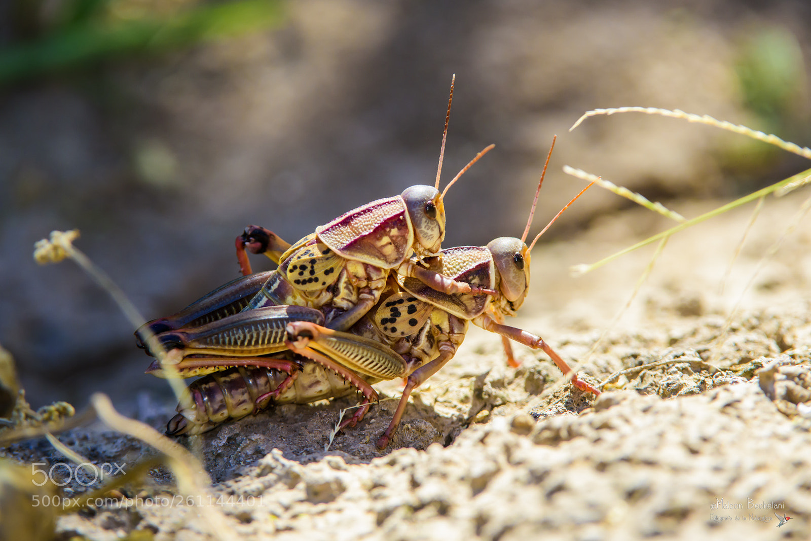 Nikon D810 sample photo. Mbs photography