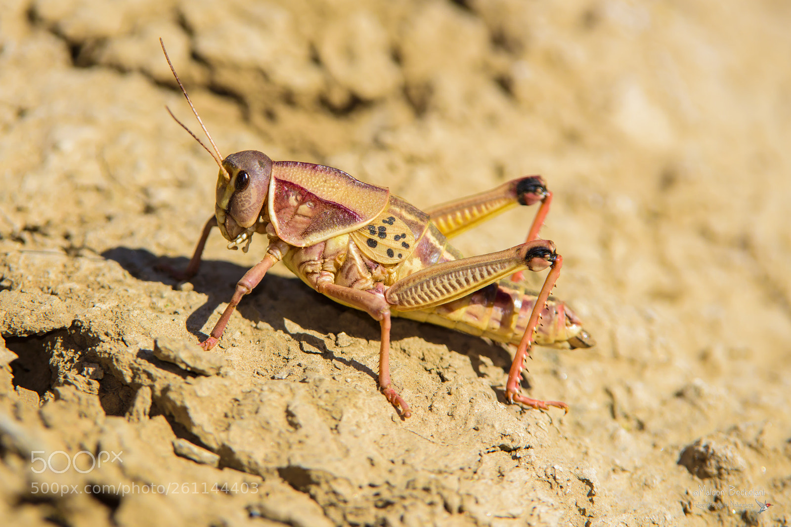 Nikon D810 sample photo. Mbs photography