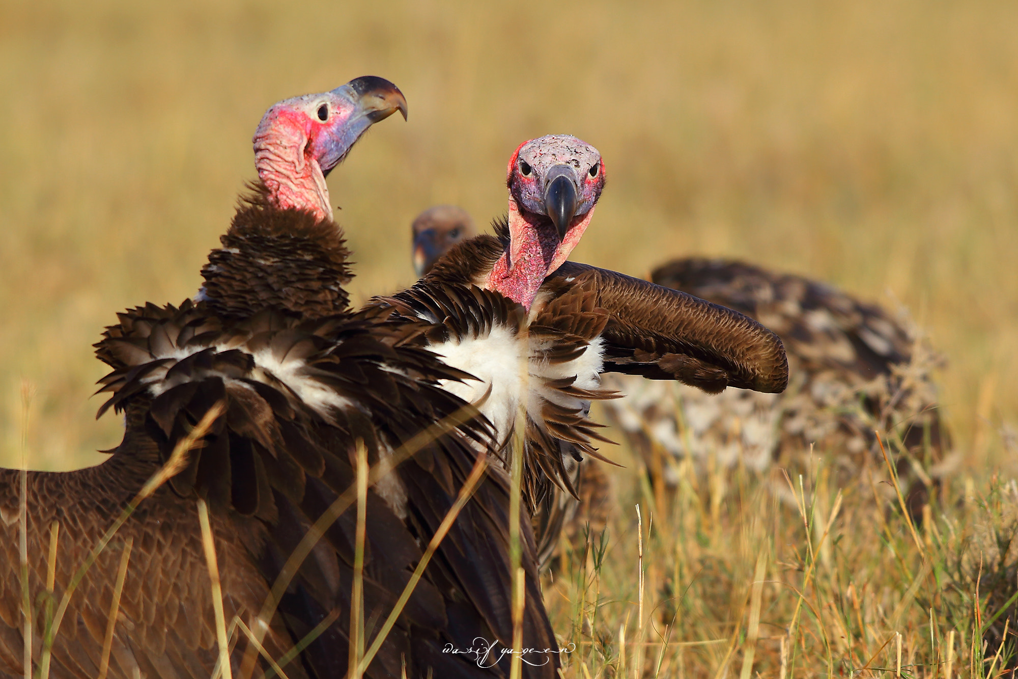 Canon EOS-1D Mark IV sample photo. Lappet faced vulture photography