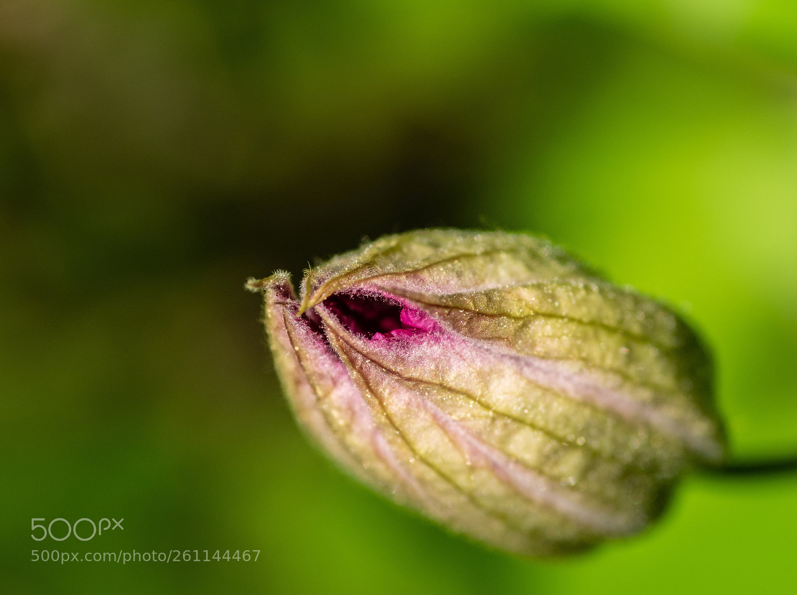 Olympus OM-D E-M1 sample photo. Pink clematis 1 photography