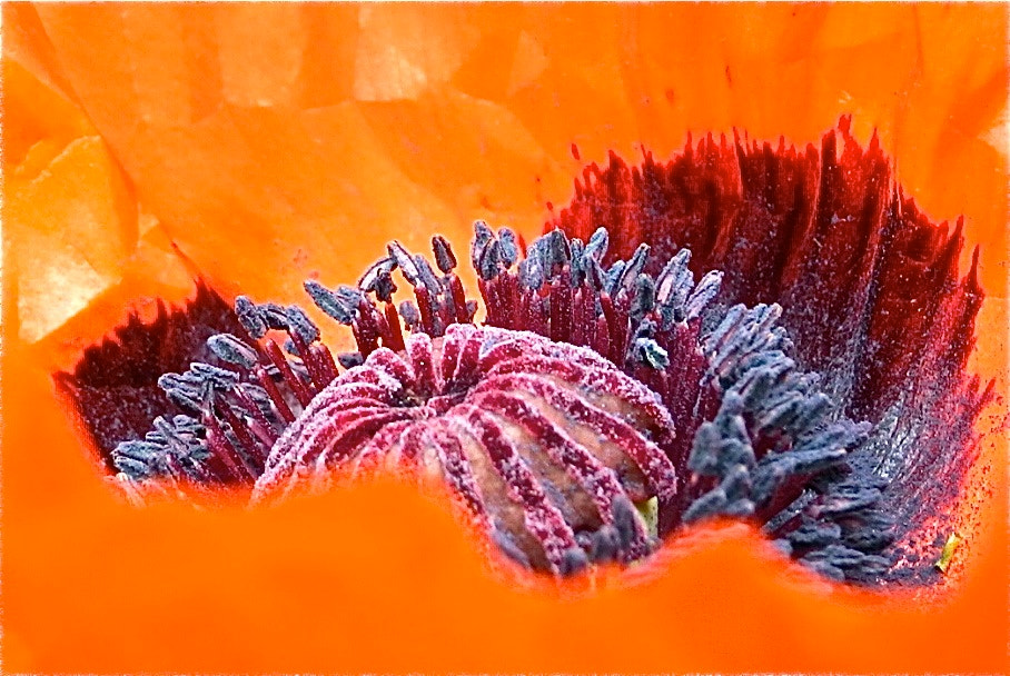 Nikon Coolpix P7100 sample photo. Red poppy pollen photography