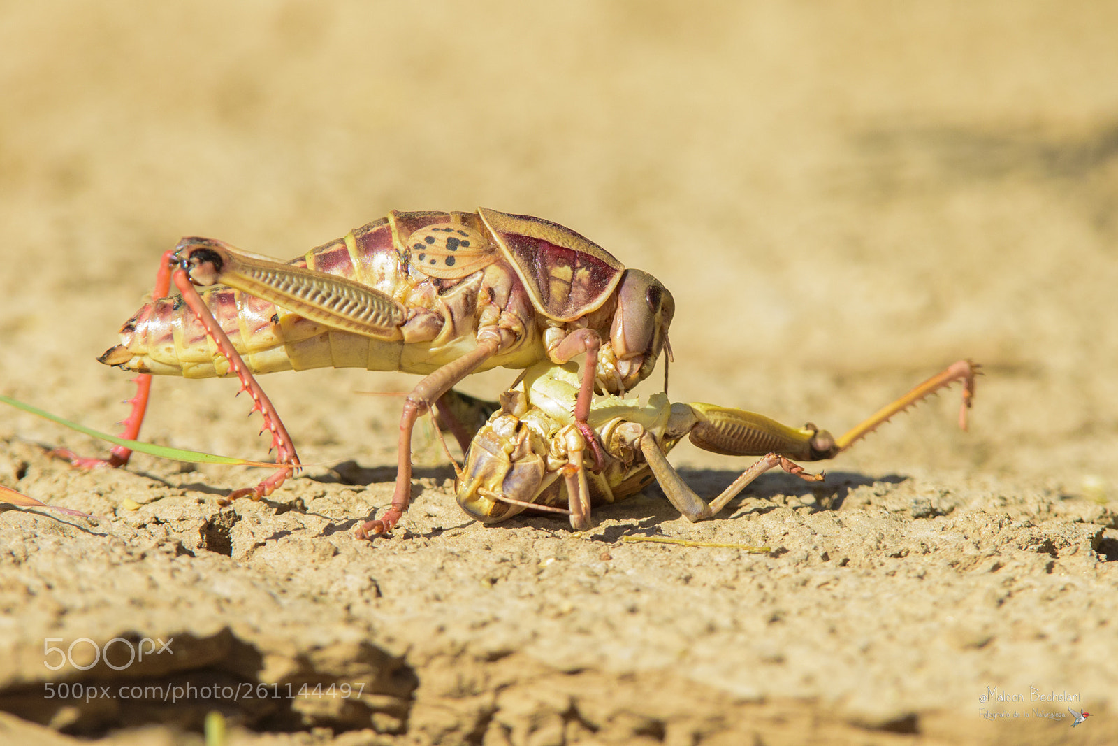 Nikon D810 sample photo. Mbs photography