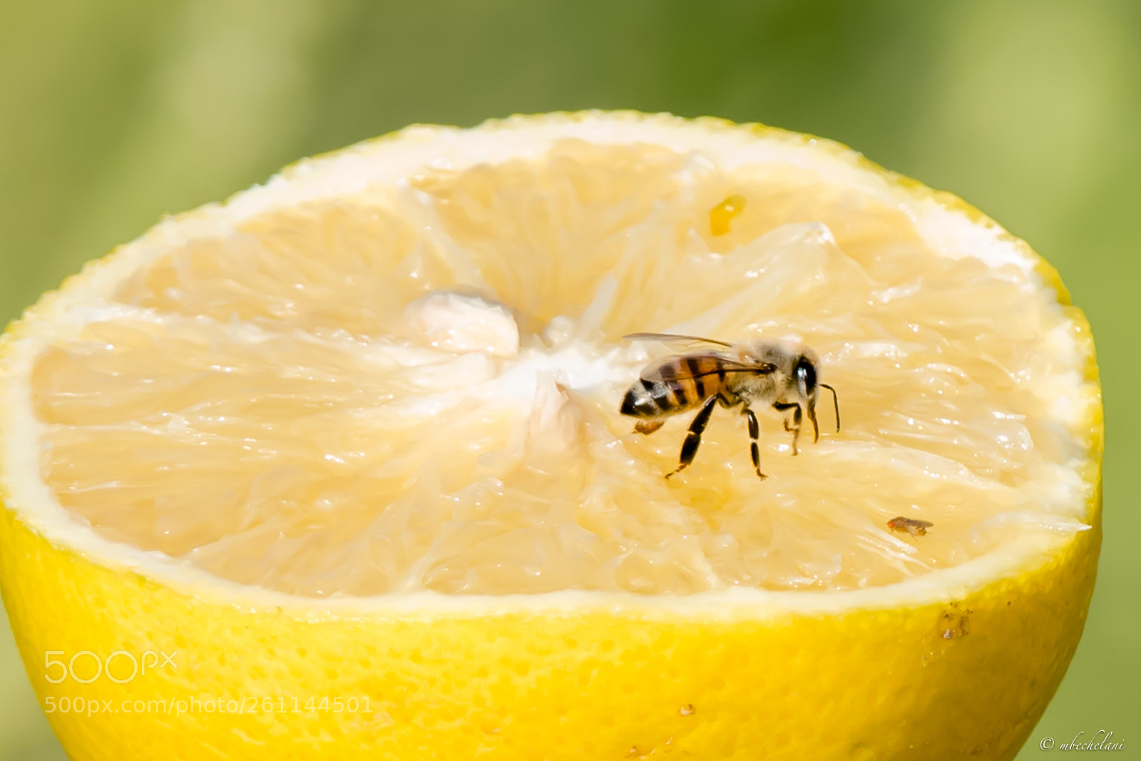 Nikon D810 sample photo. Mbs photography