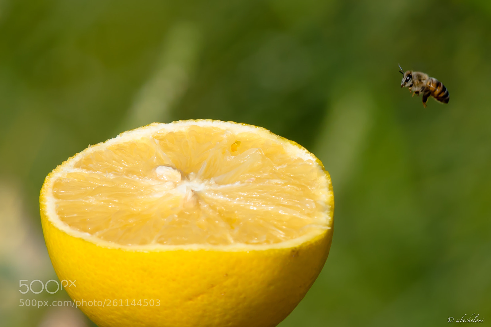 Nikon D810 sample photo. Mbs photography