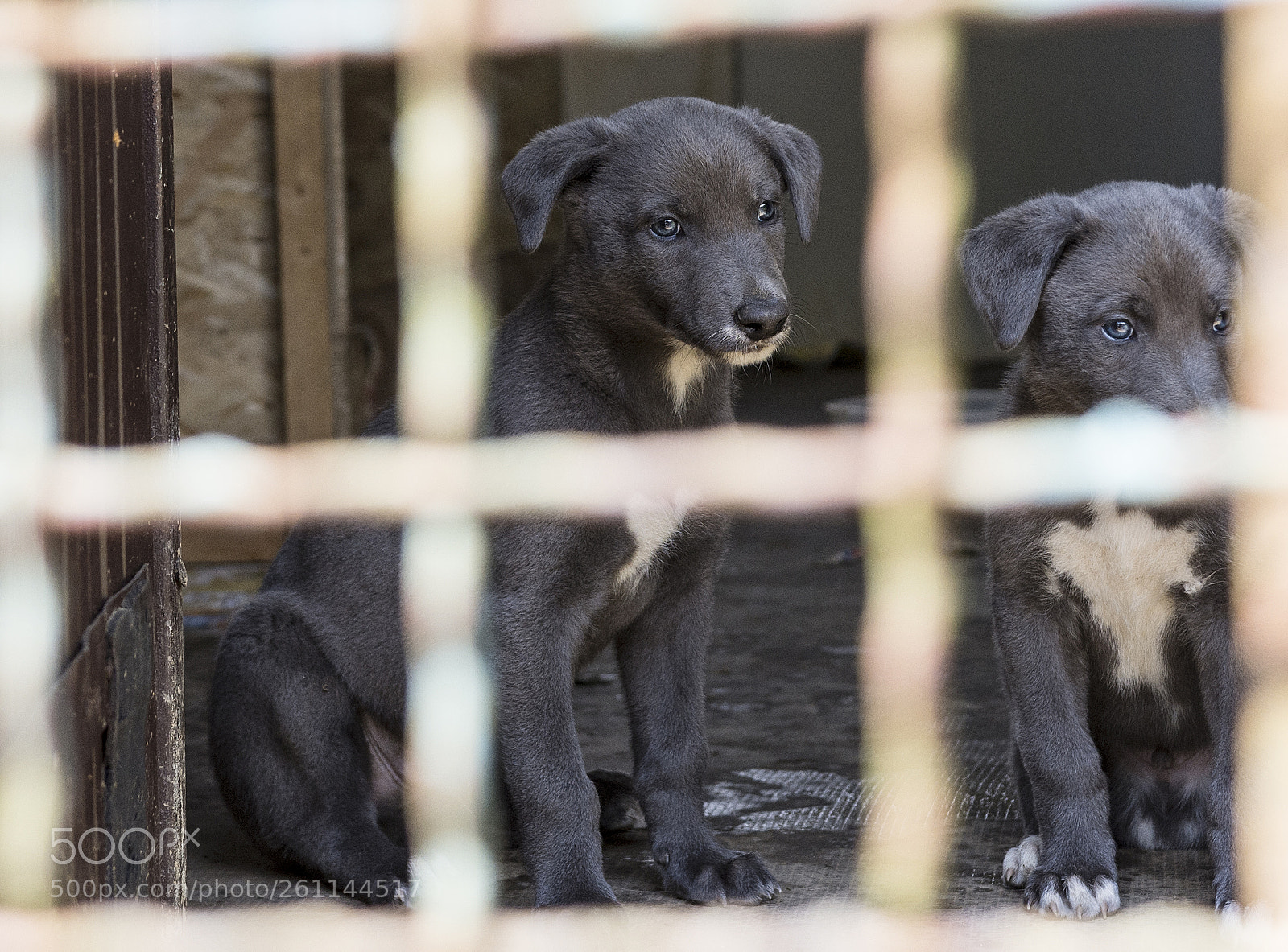 Nikon D7200 sample photo. In jail photography