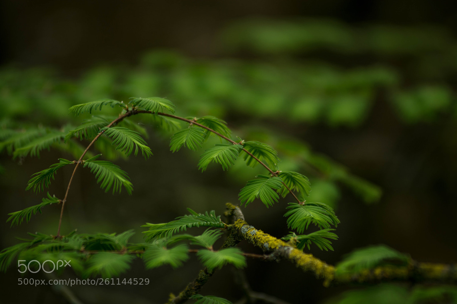 Nikon D7100 sample photo. Green depht photography