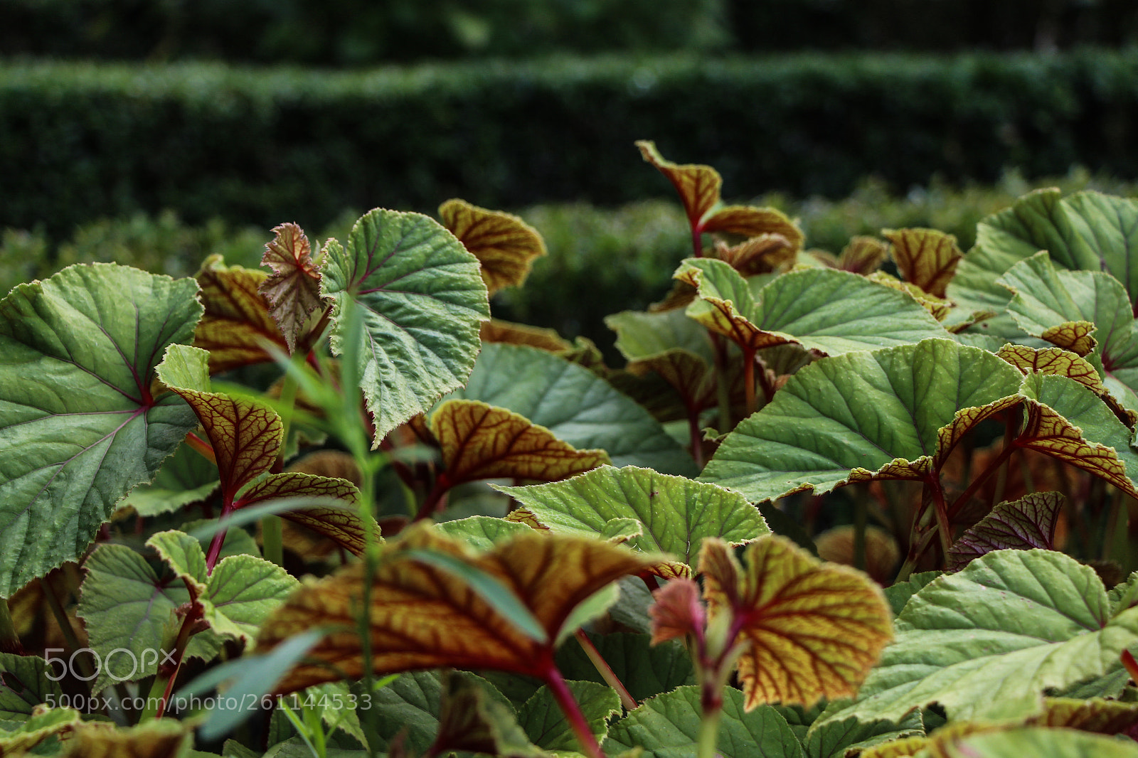 Canon EOS 650D (EOS Rebel T4i / EOS Kiss X6i) sample photo. Nature details photography