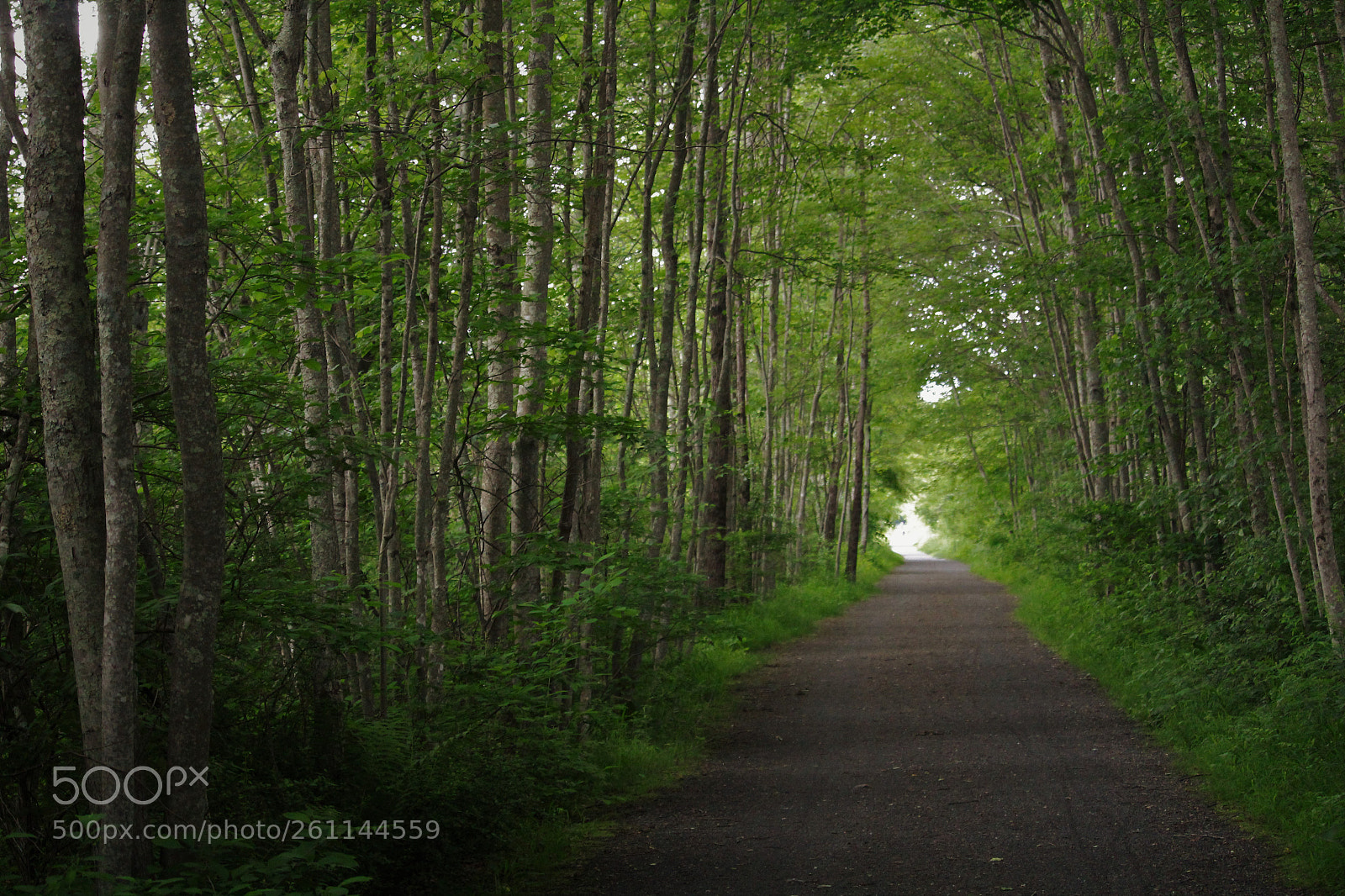 Canon EOS 1300D (EOS Rebel T6 / EOS Kiss X80) sample photo. Forest road photography