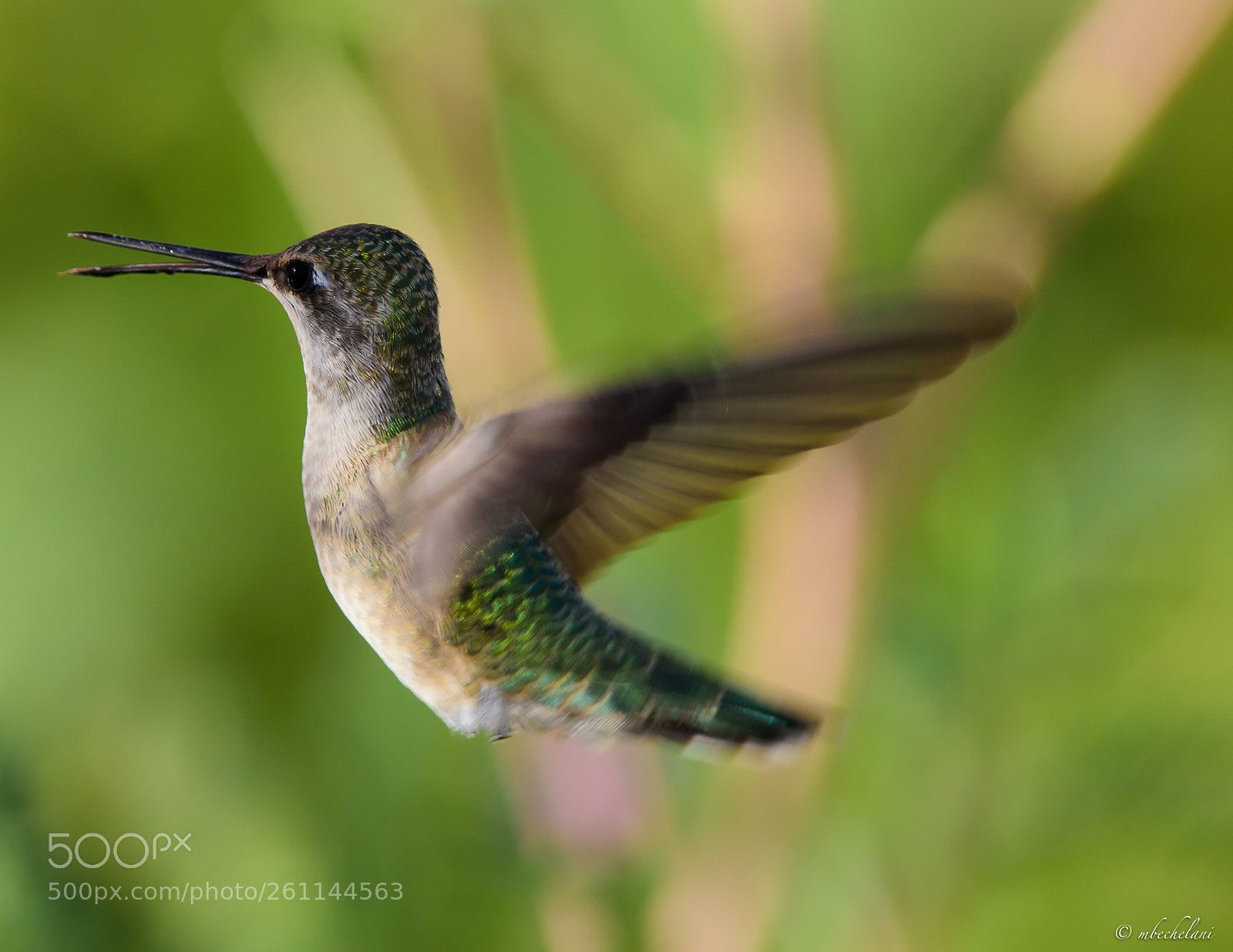 Nikon D810 sample photo. Mbs photography