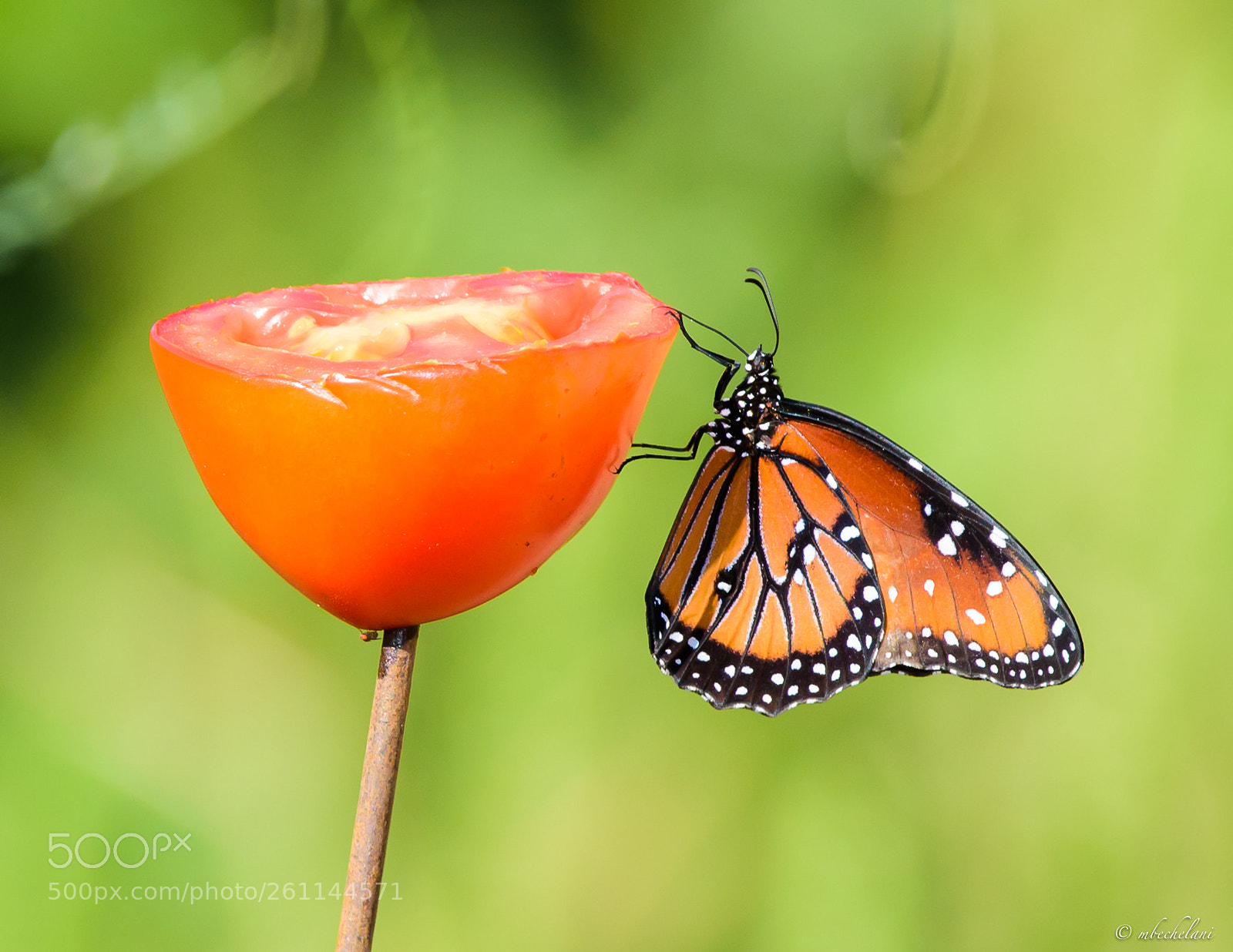 Nikon D810 sample photo. Mbs photography