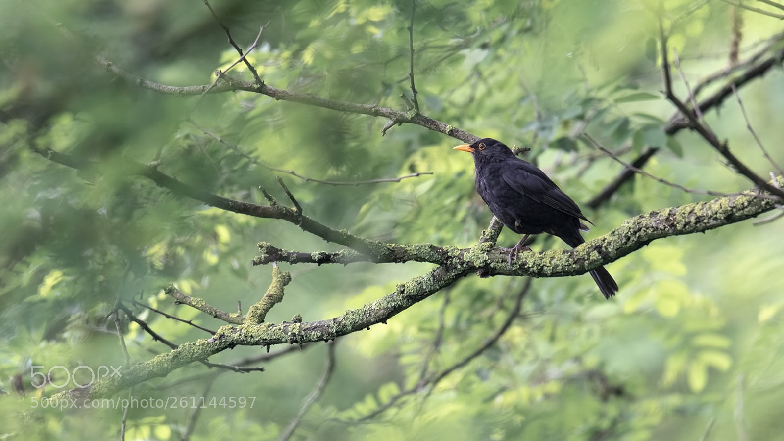 Canon EOS 7D Mark II sample photo. Le sifflet de la photography