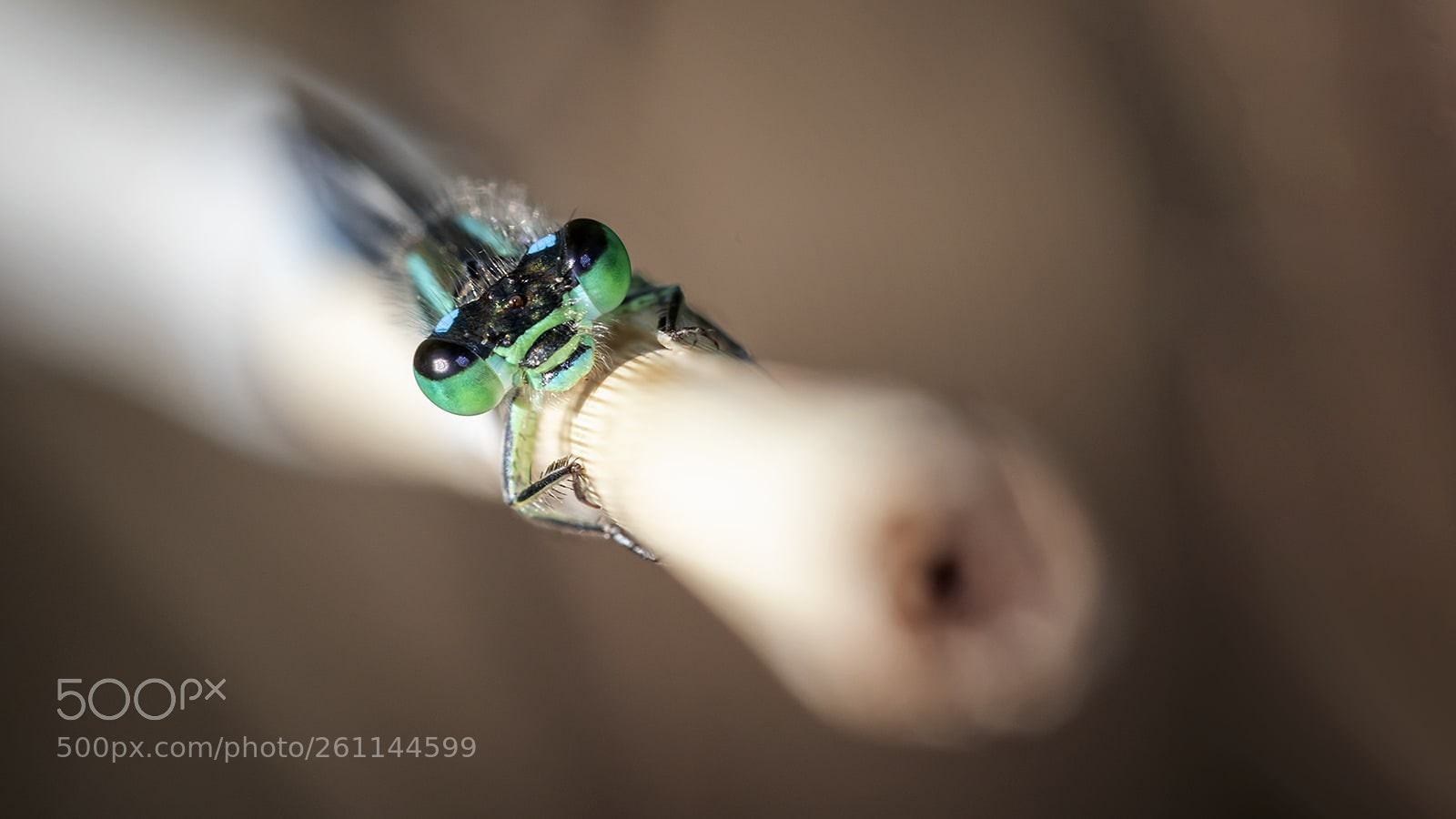 Canon EOS 7D Mark II sample photo. L'elegante demoiselle photography