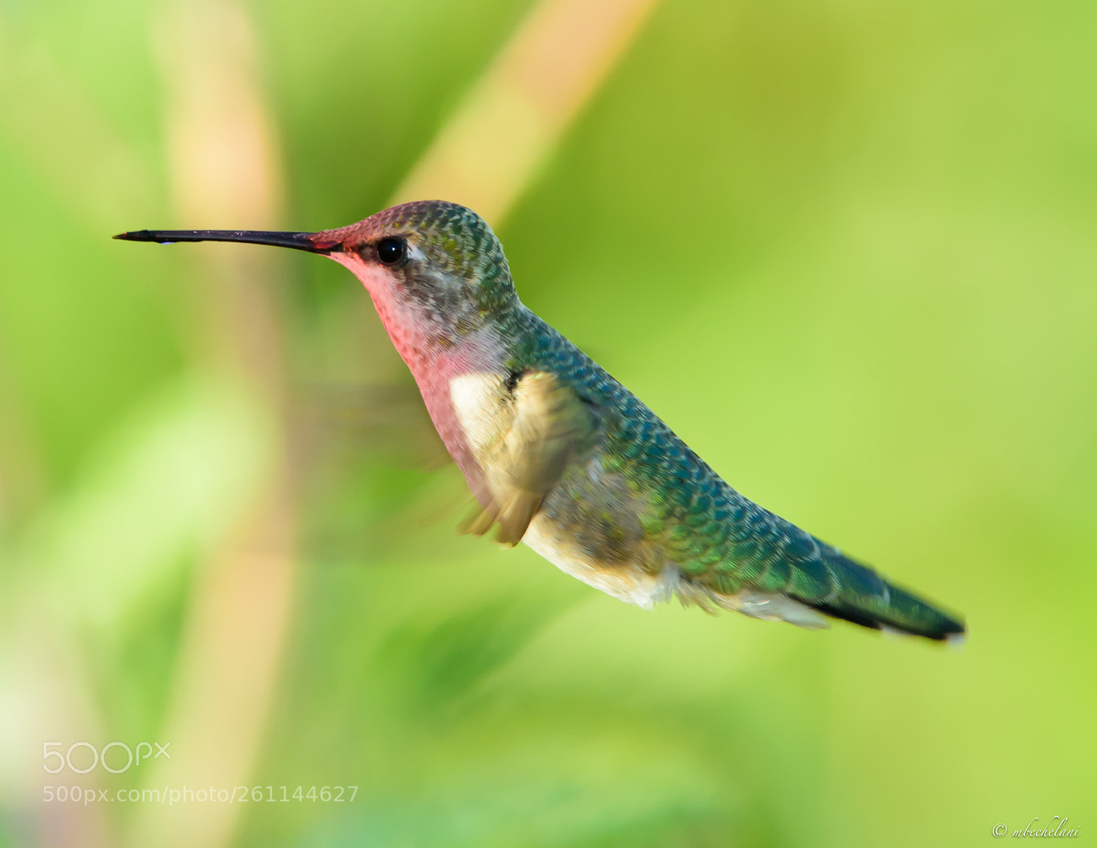 Nikon D810 sample photo. Mbs photography