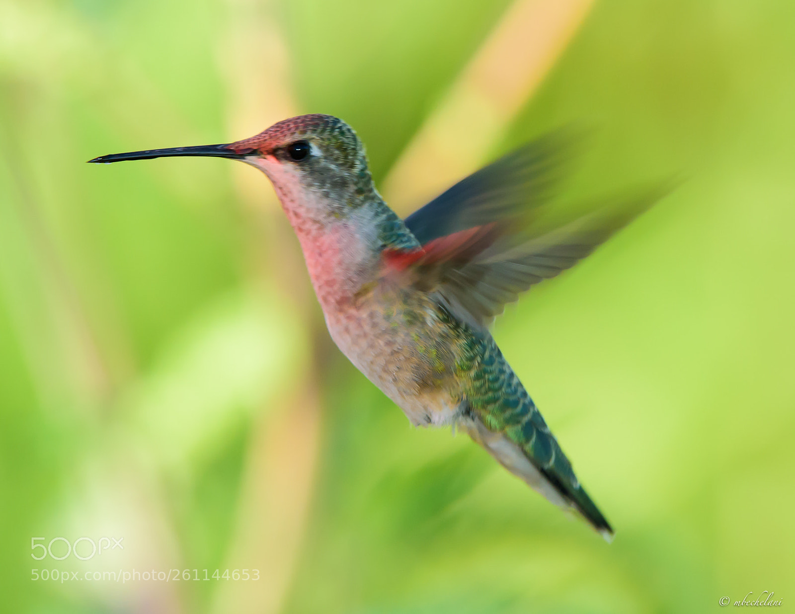 Nikon D810 sample photo. Mbs photography