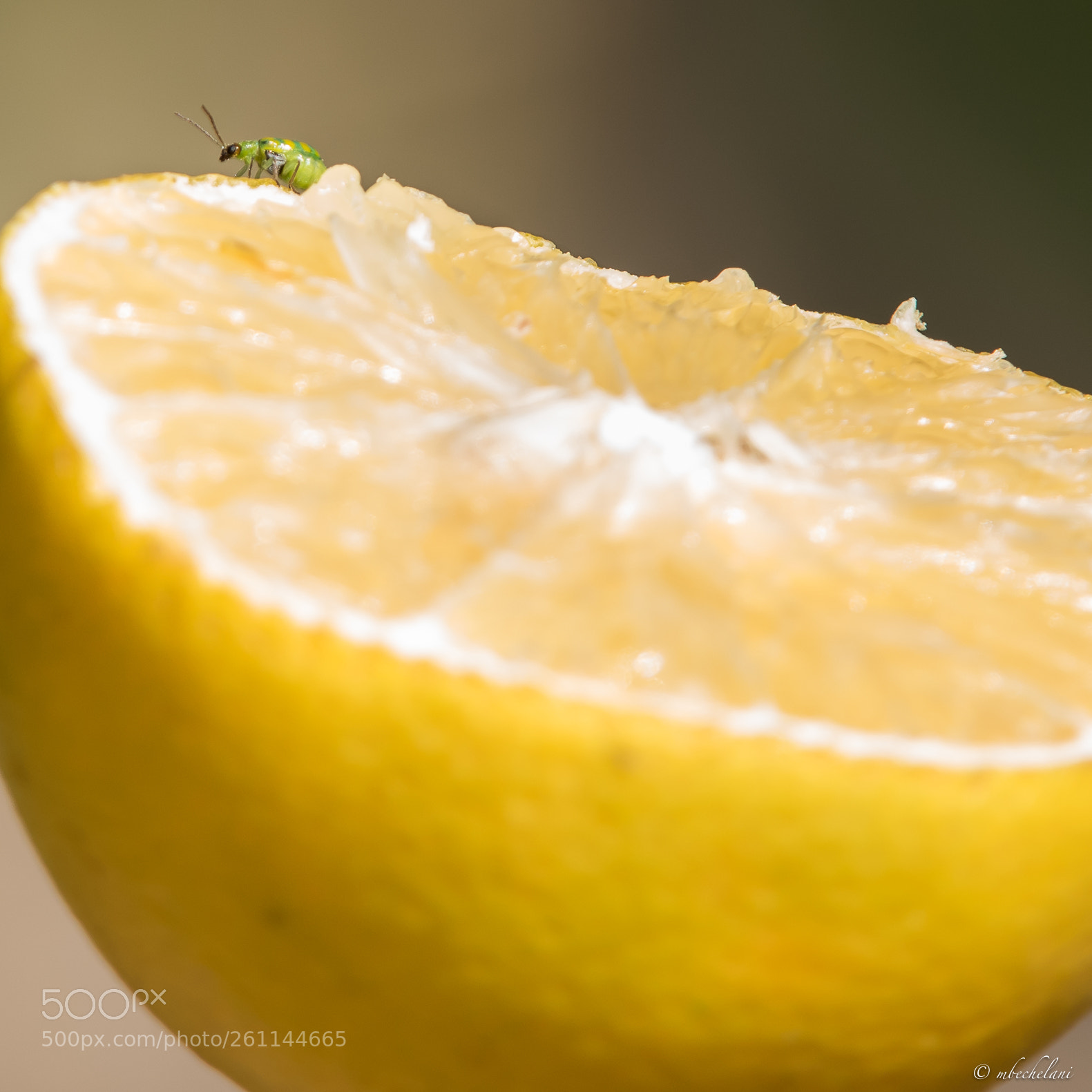 Nikon D810 sample photo. Mbs photography
