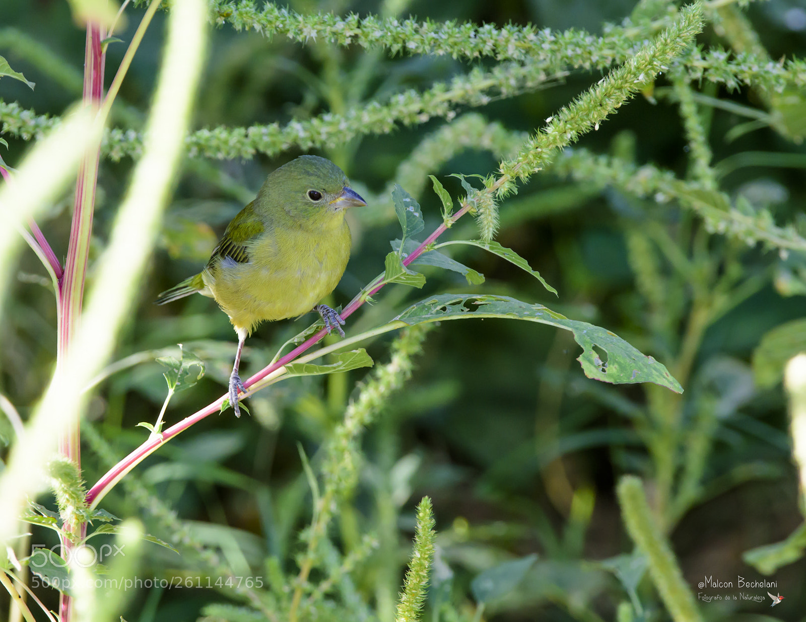 Nikon D810 sample photo. Mbs photography