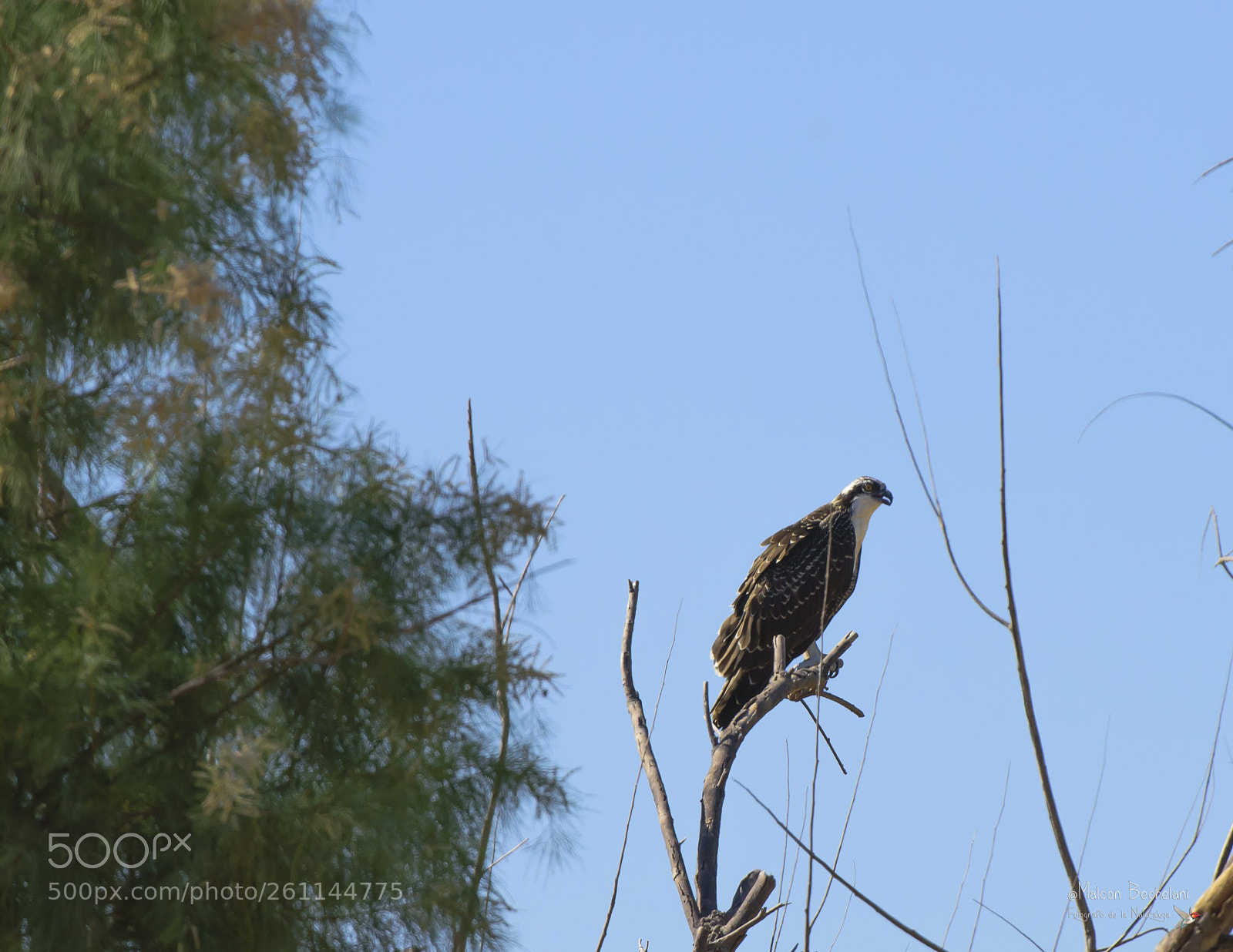 Nikon D810 sample photo. Mbs photography