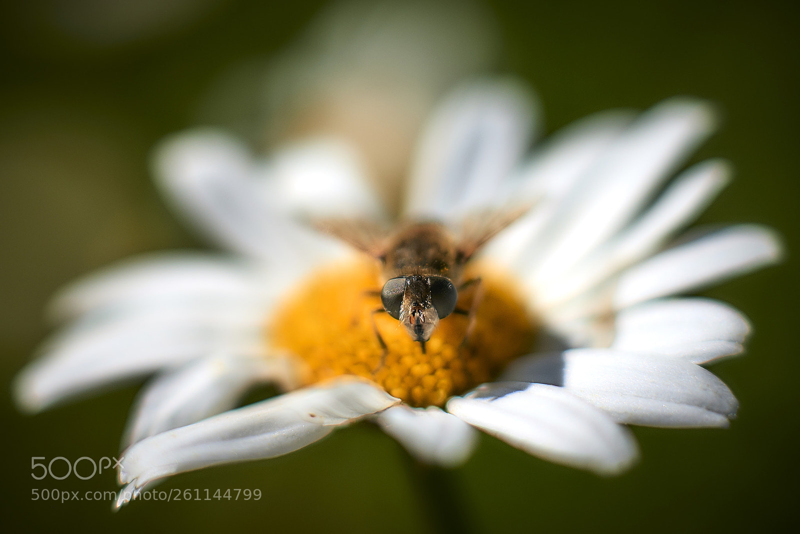 Nikon D800E sample photo. Camouflage of blur photography