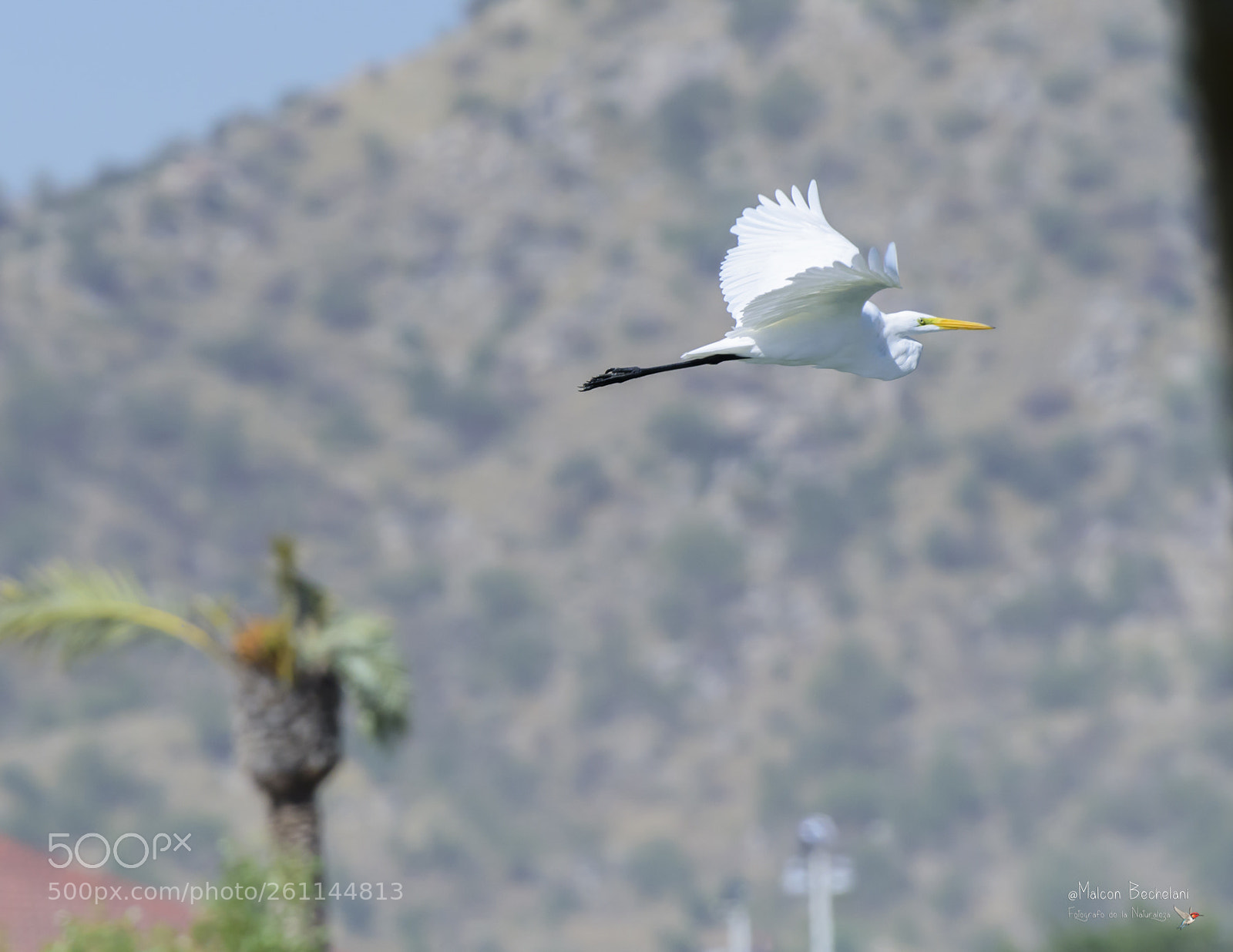 Nikon D810 sample photo. Mbs photography