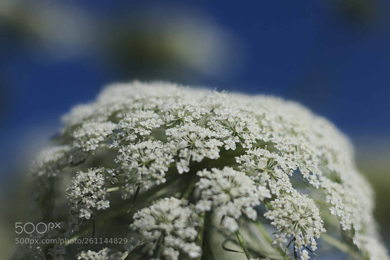 Canon EOS 70D + Canon EF 50mm F1.8 STM sample photo. Soft photography