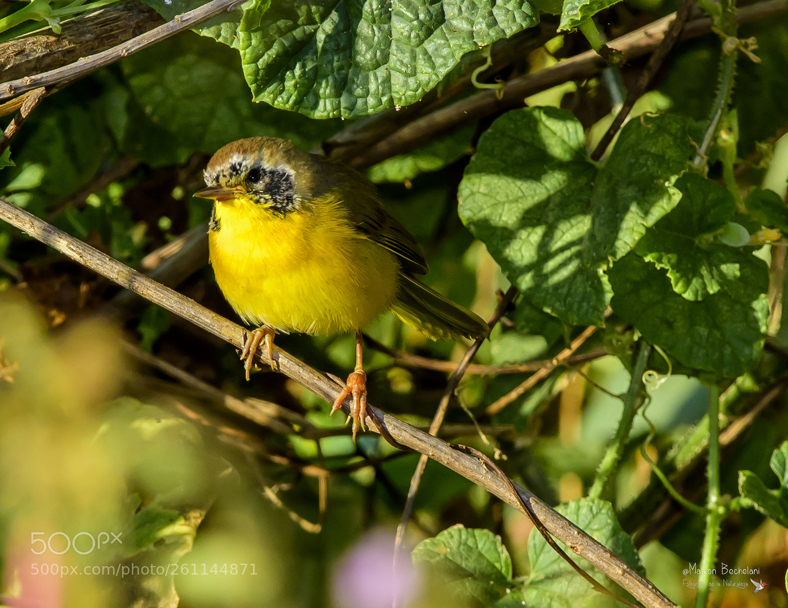 Nikon D810 sample photo. Mbs photography