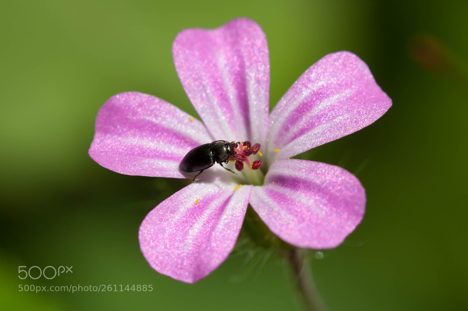 Canon EOS 60D sample photo. K fer in der photography