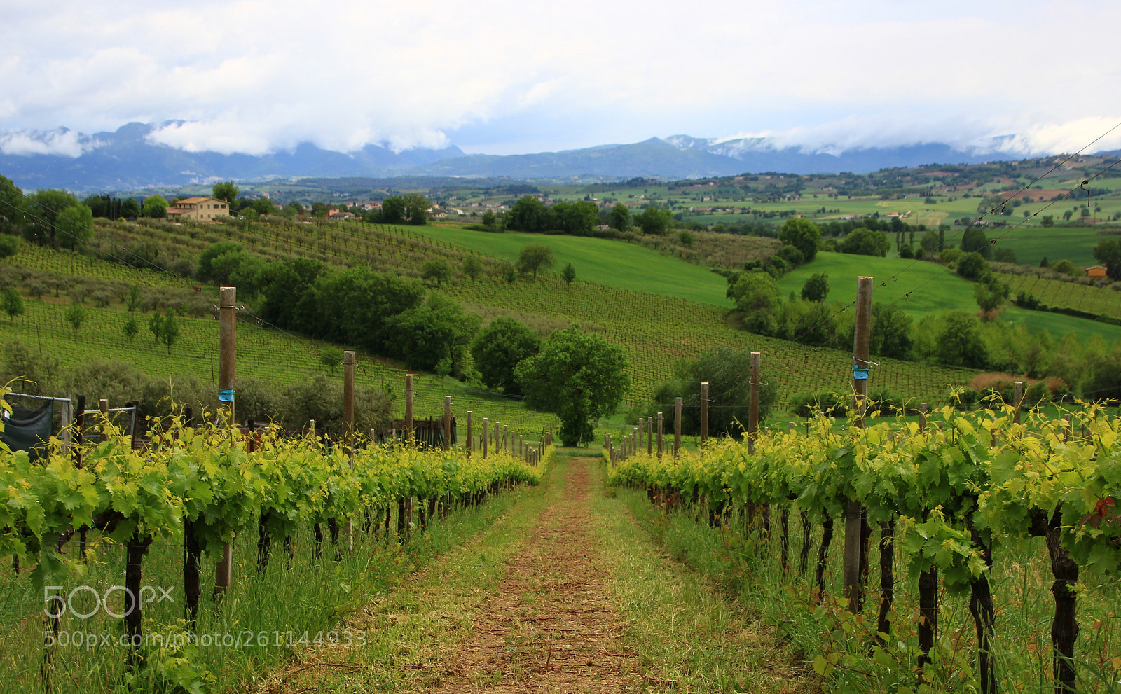 Canon EOS 600D (Rebel EOS T3i / EOS Kiss X5) sample photo. The vinyard photography