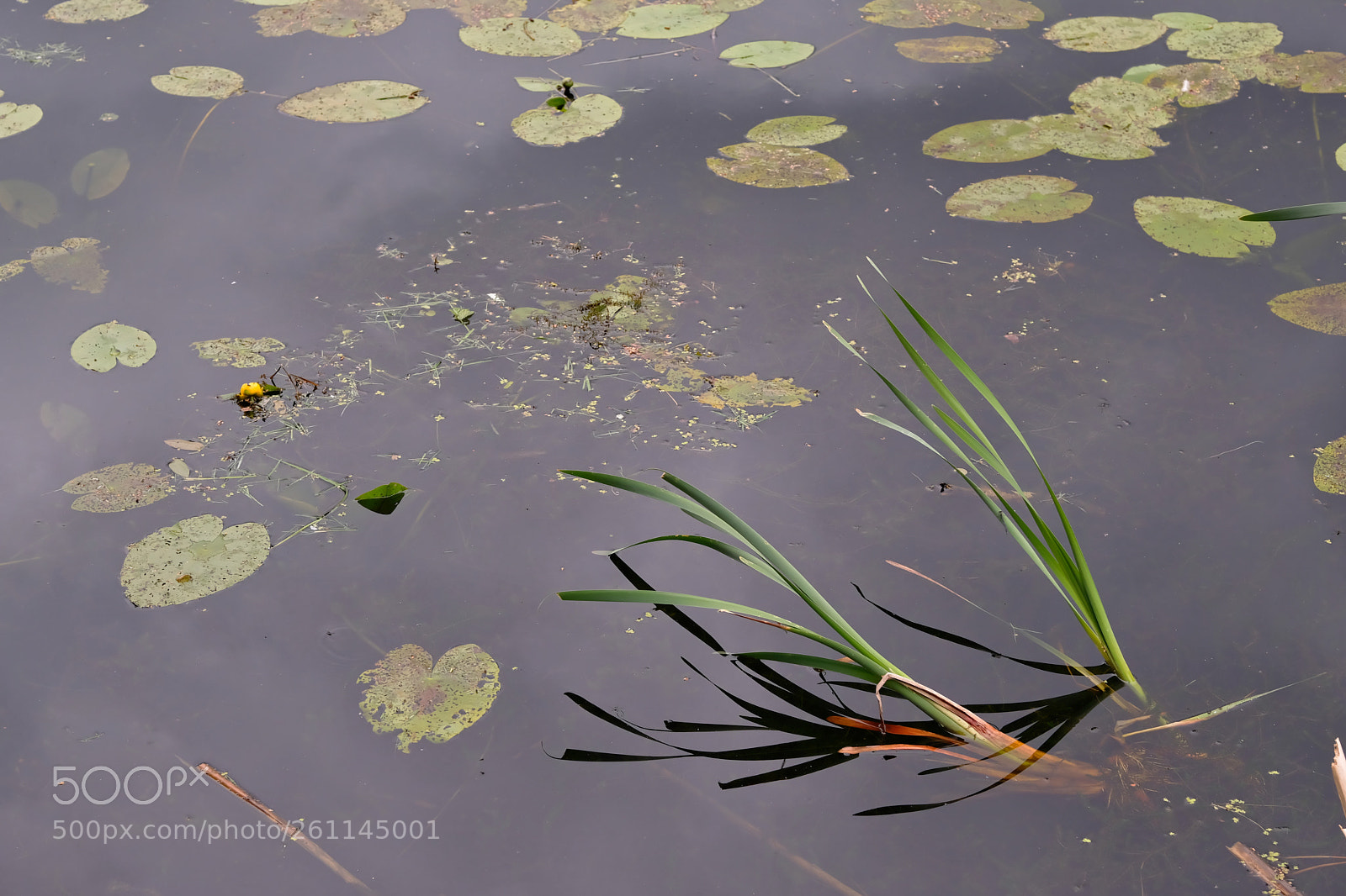 Fujifilm X-T2 sample photo. Water lilies photography