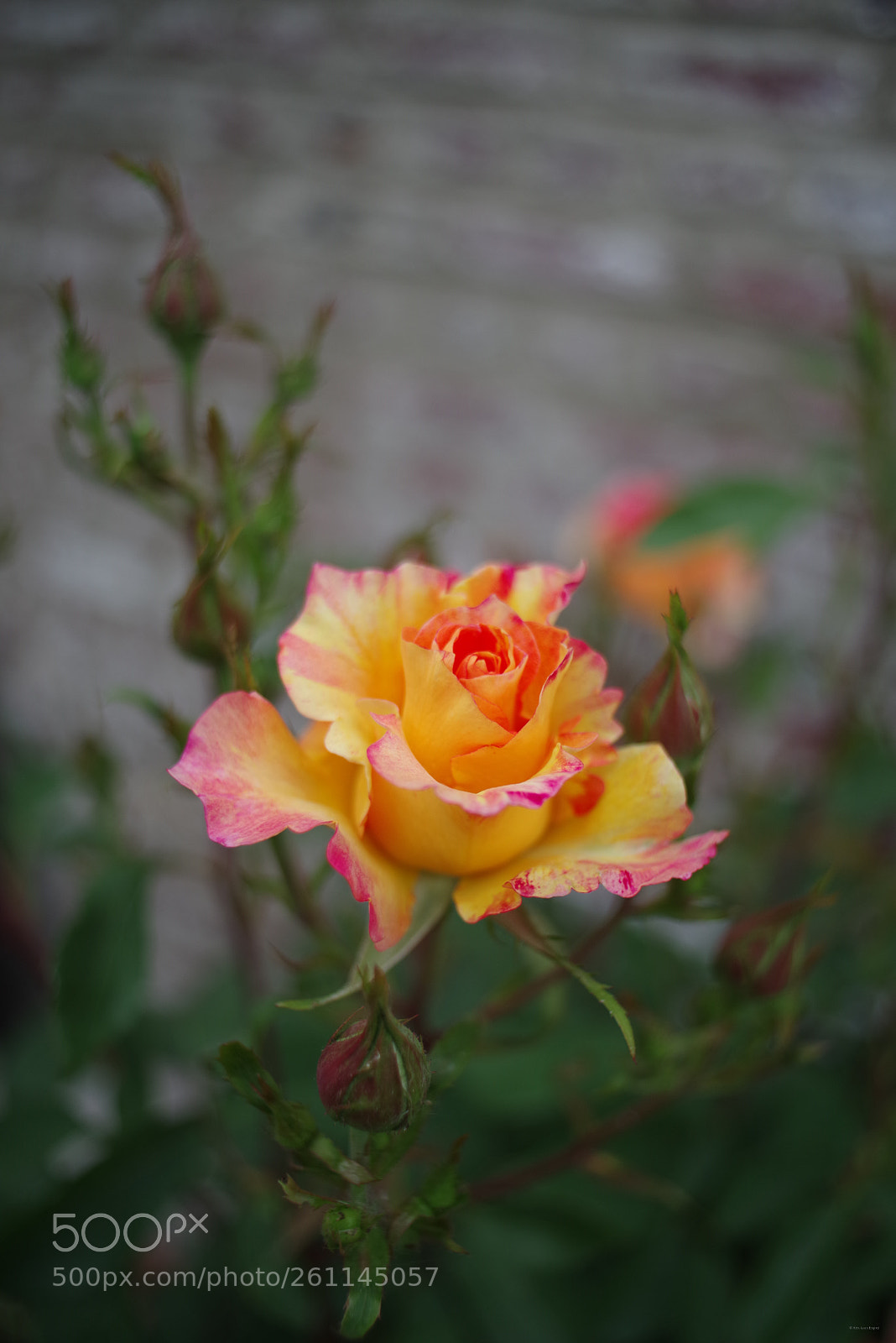 Pentax K-1 sample photo. The wall photography