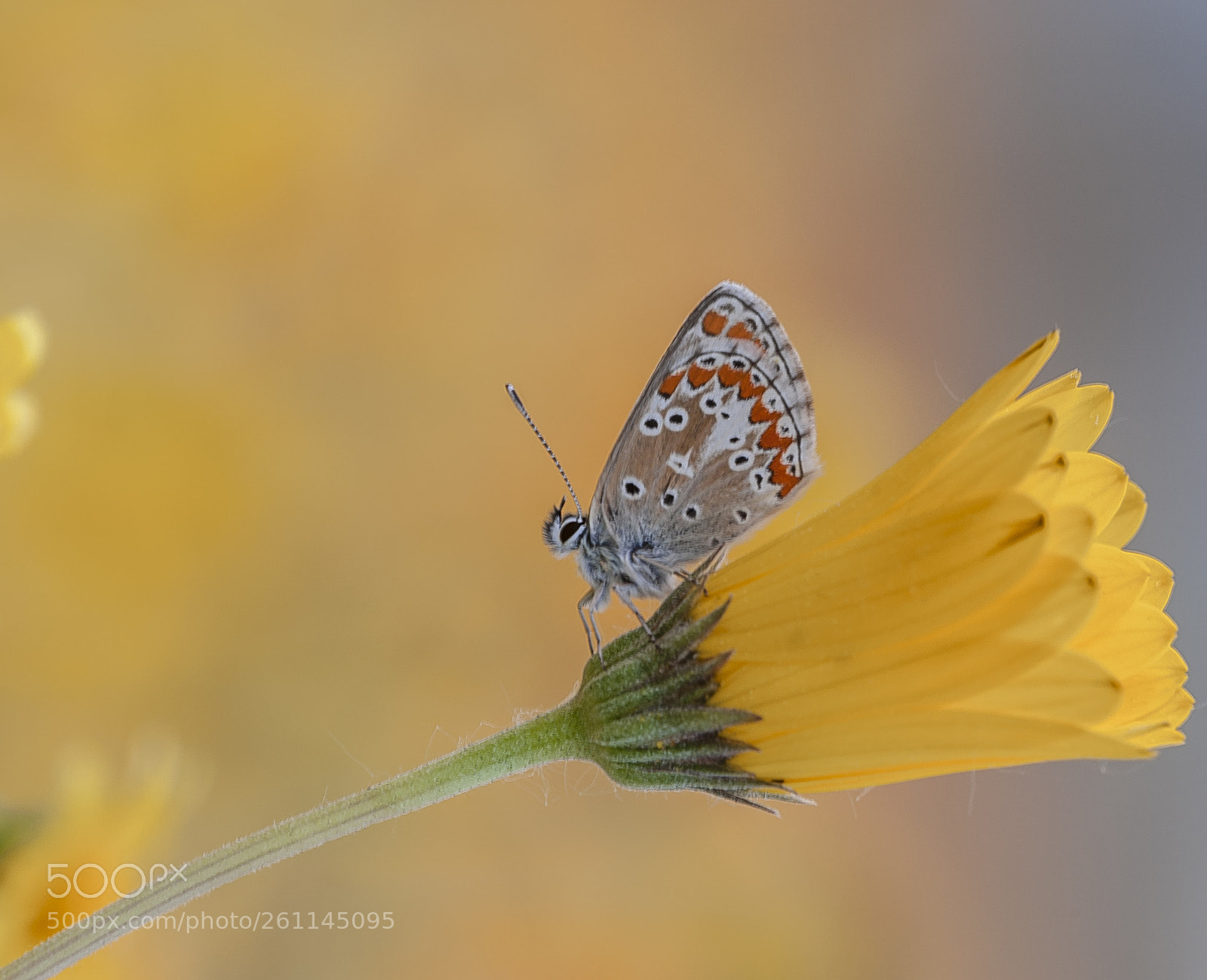 Nikon D3 sample photo. Ua mariposilla photography