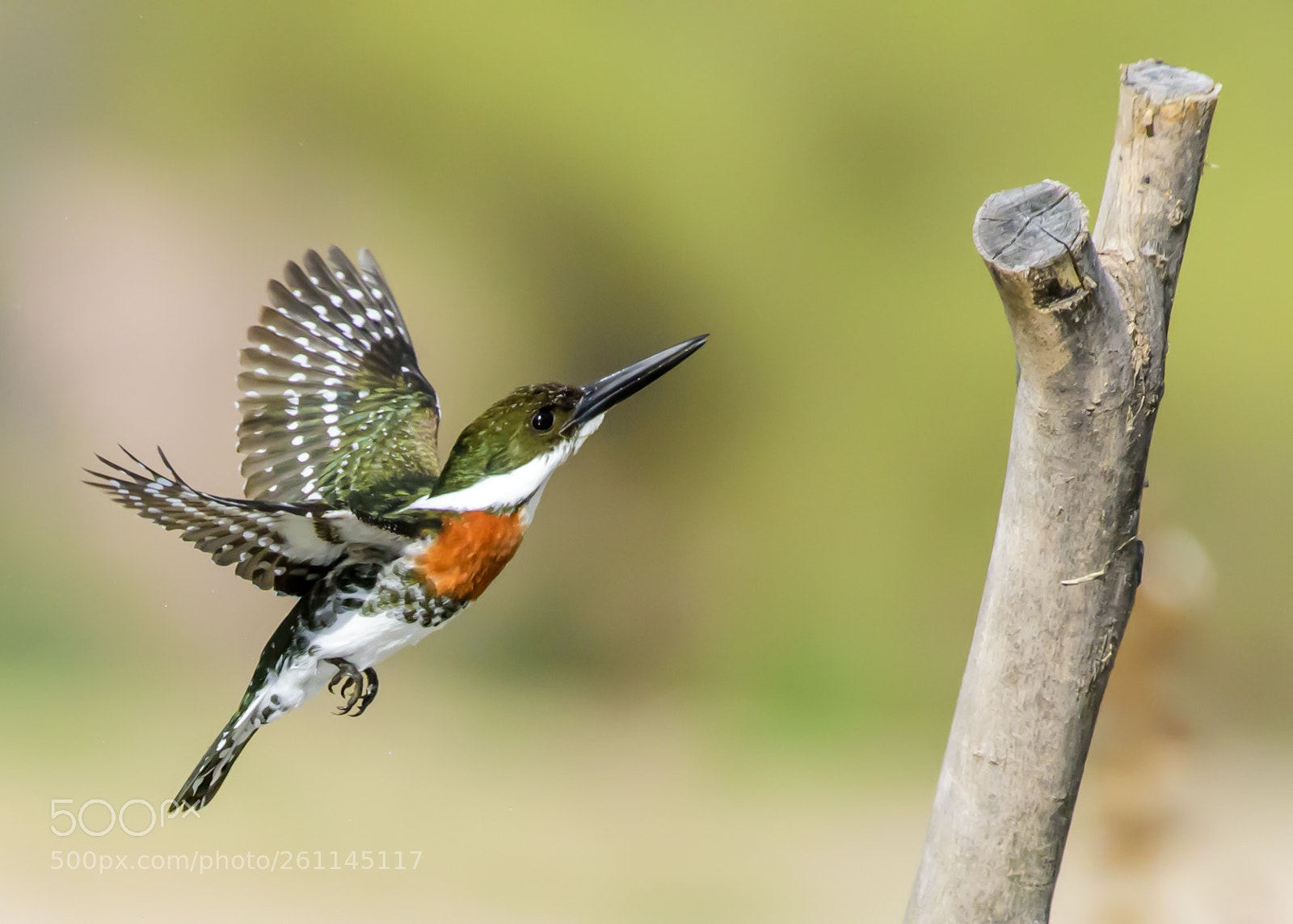 Nikon D810 sample photo. Mbs_8217-2.jpg photography
