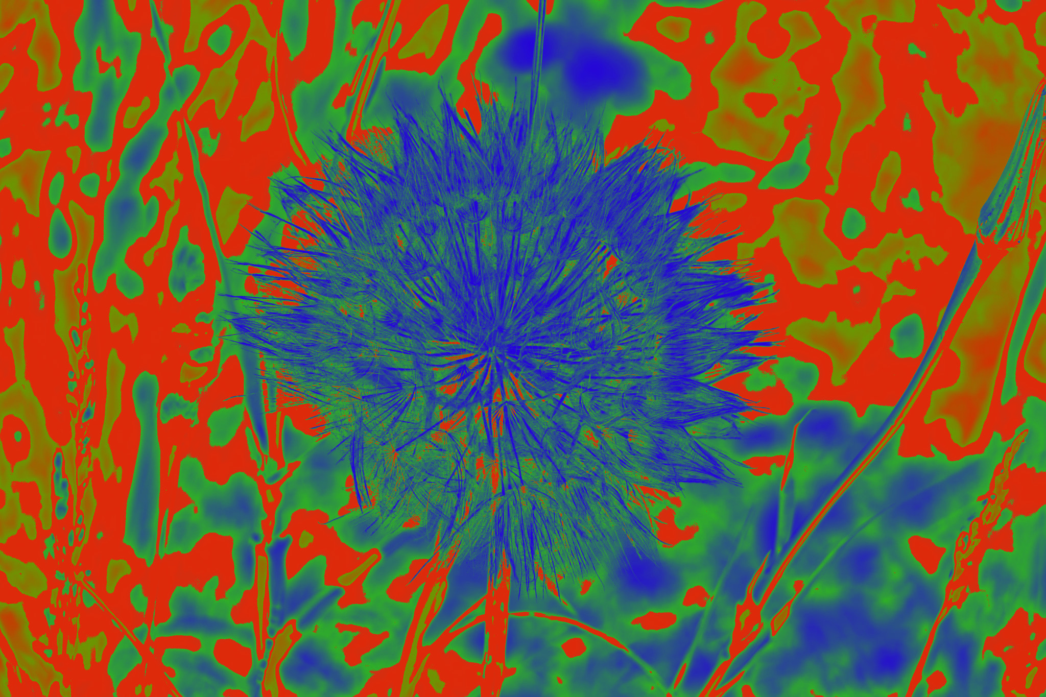 Canon EOS 800D (EOS Rebel T7i / EOS Kiss X9i) sample photo. Salsify in blue photography