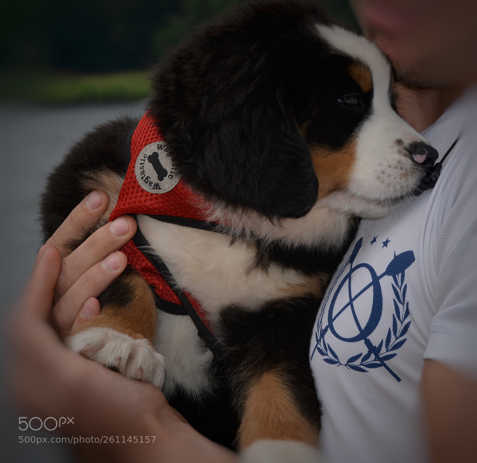 Nikon D5200 sample photo. Stay calm and cuddle photography