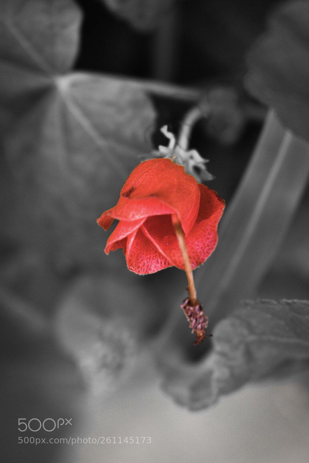 Nikon D3400 sample photo. Stand out. photography