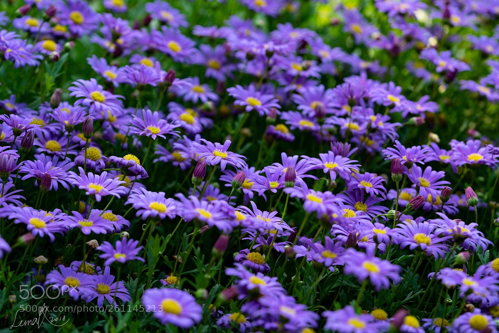 Sony a7R II sample photo. My neighborhood namsan photography