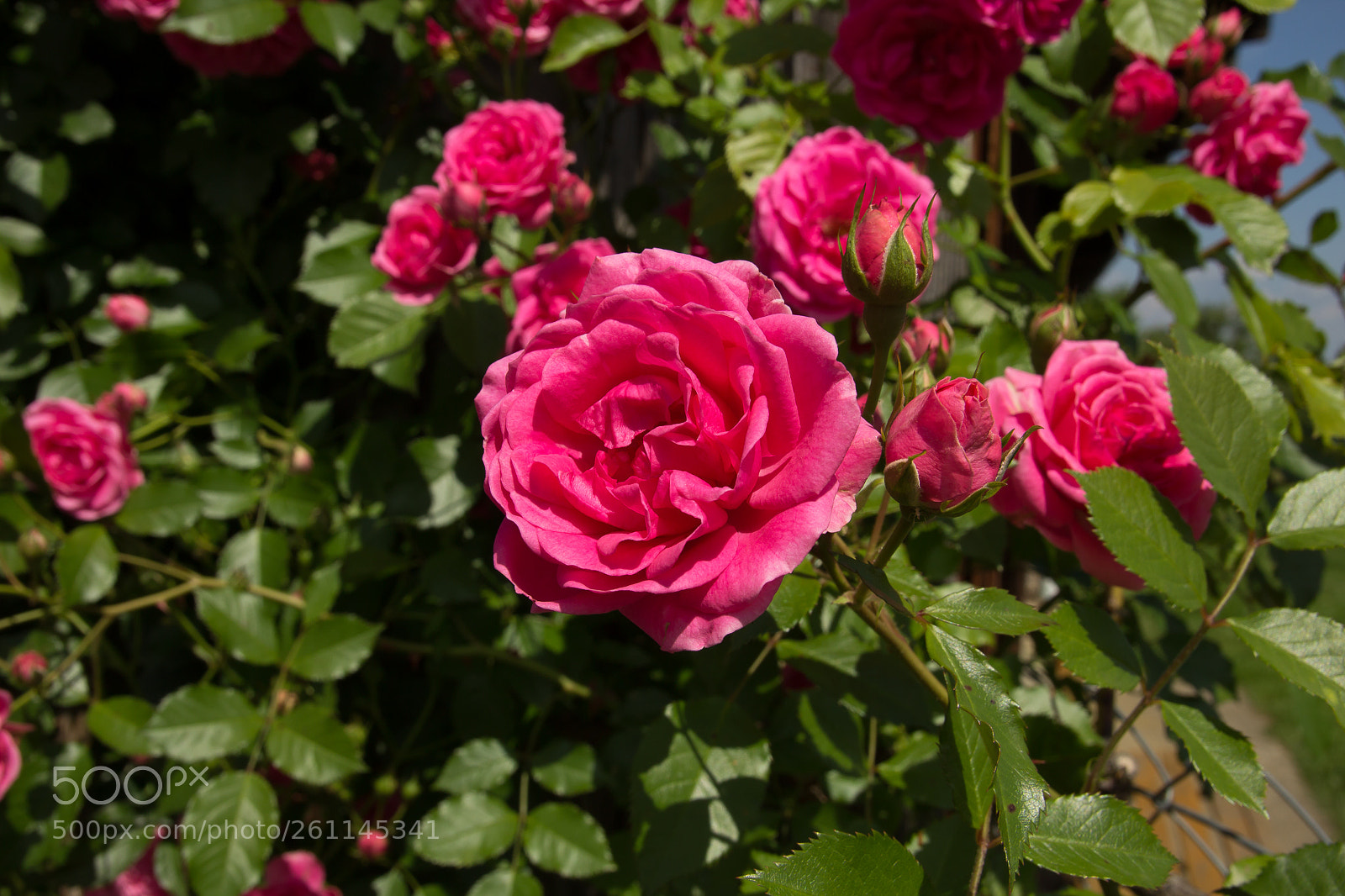 Canon EOS 1200D (EOS Rebel T5 / EOS Kiss X70 / EOS Hi) sample photo. Rose photography