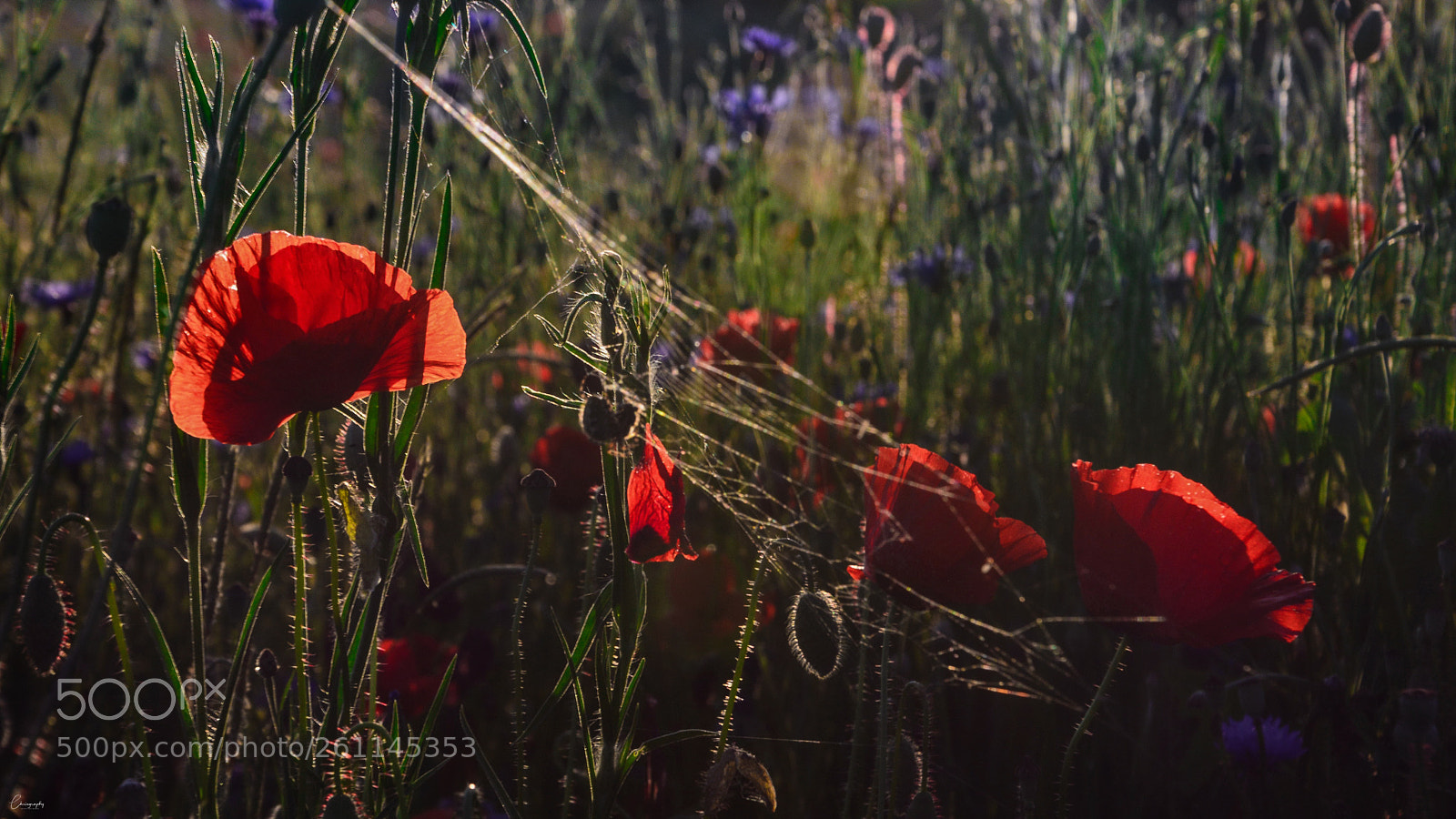 Nikon D7100 sample photo. Traumzeit photography