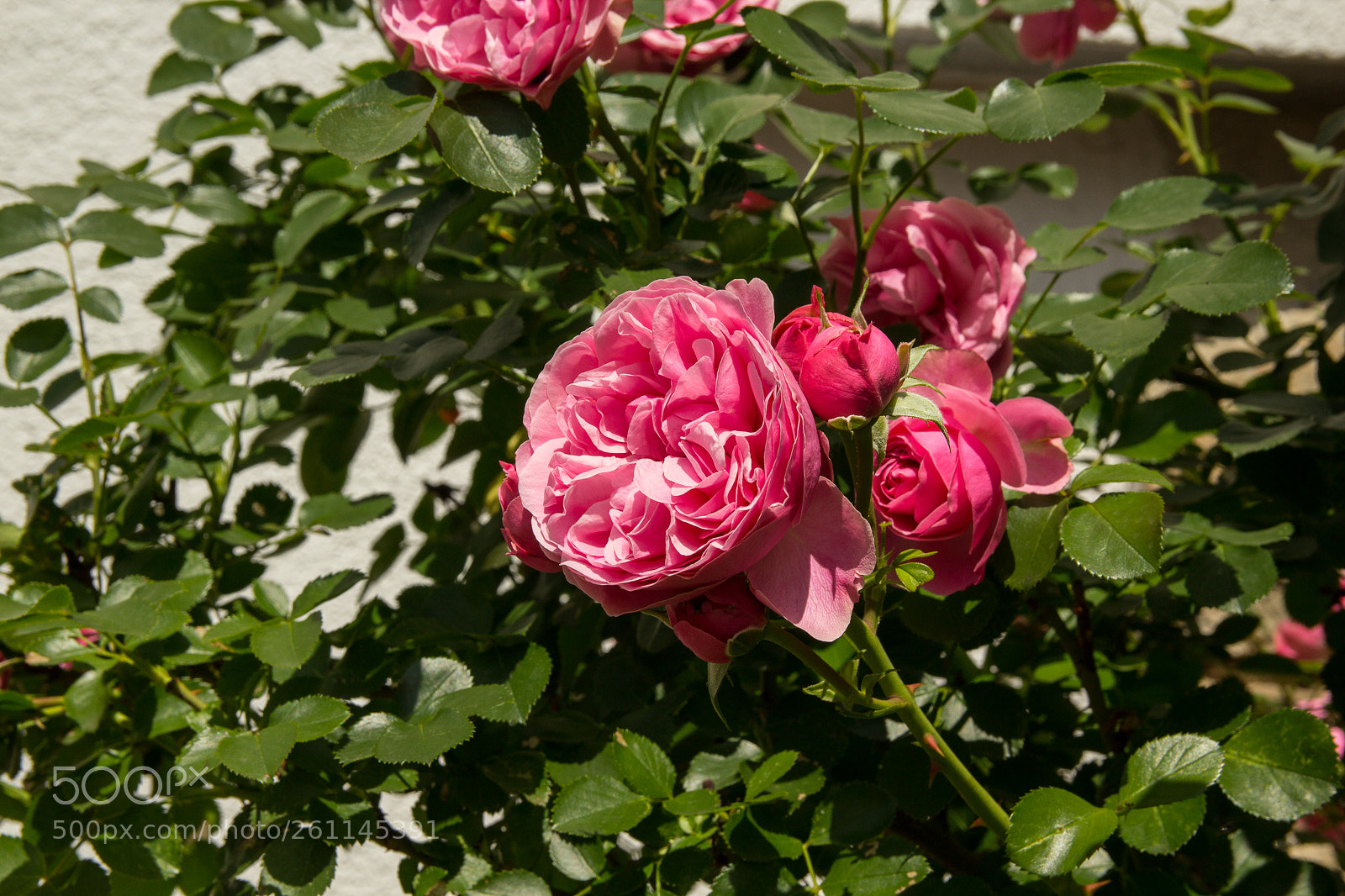 Canon EOS 1200D (EOS Rebel T5 / EOS Kiss X70 / EOS Hi) sample photo. Rose photography