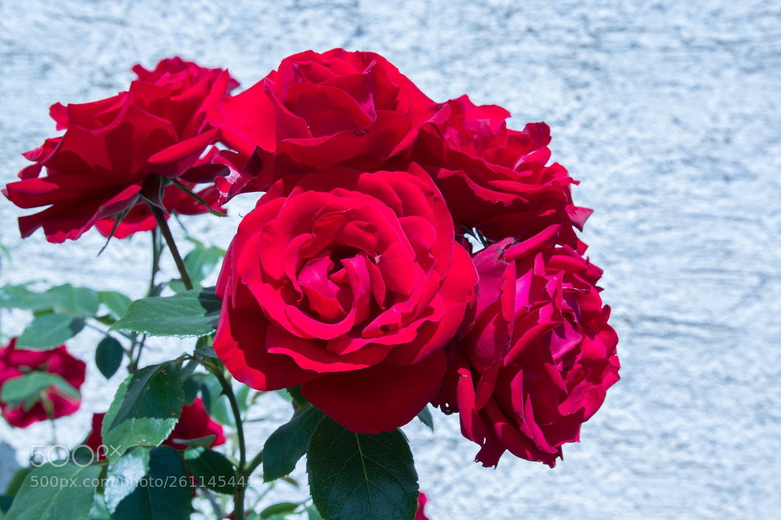 Canon EOS 1200D (EOS Rebel T5 / EOS Kiss X70 / EOS Hi) sample photo. Rose photography