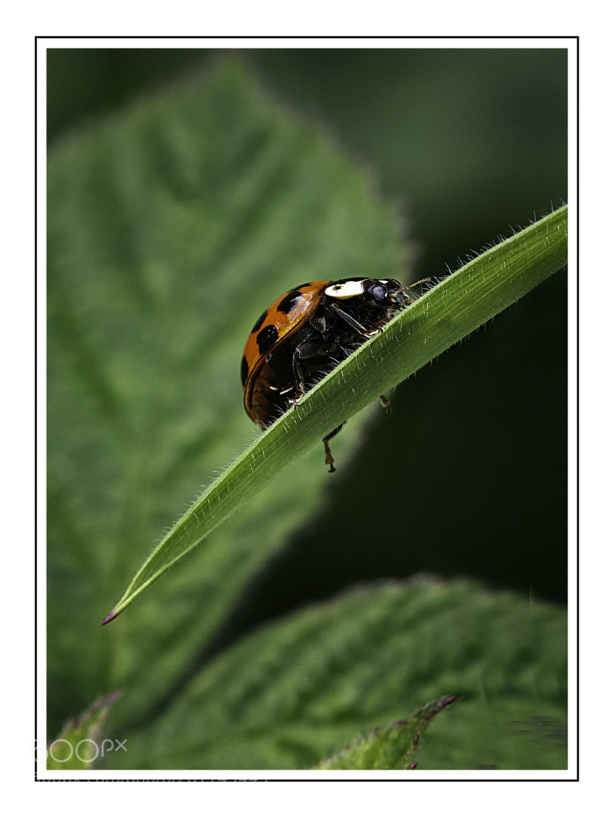 Nikon D7100 sample photo. Ladybird highway photography