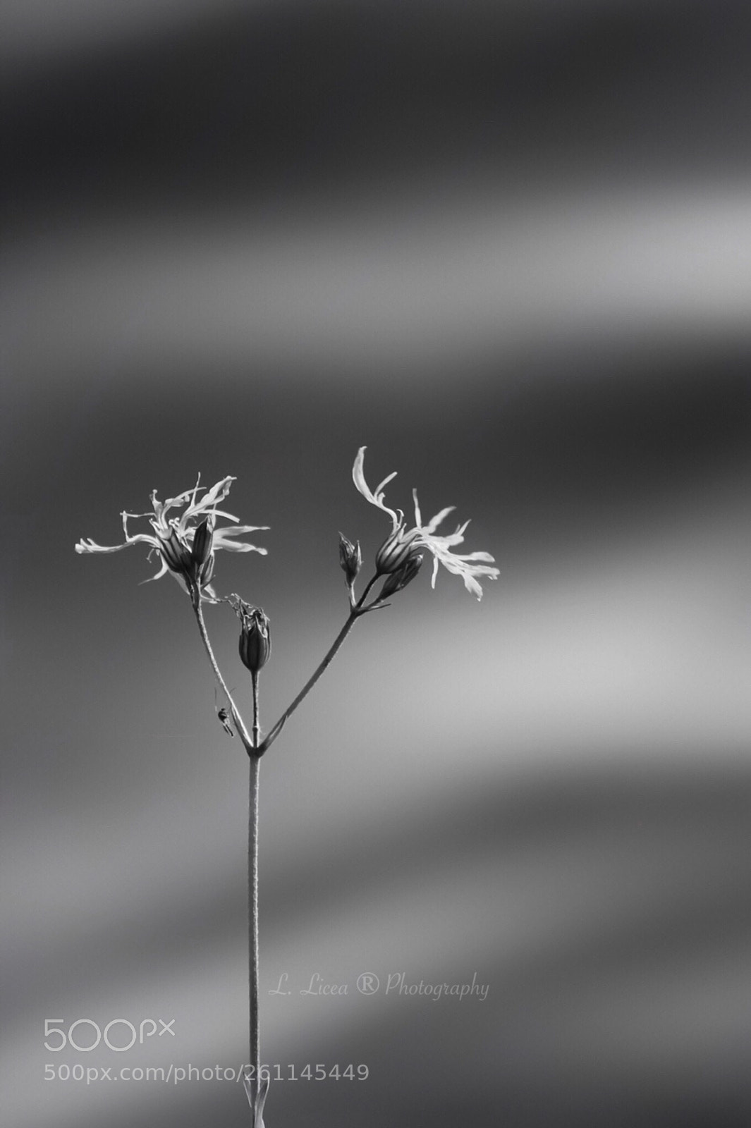 Canon EOS 6D Mark II sample photo. Caress of light 79 photography