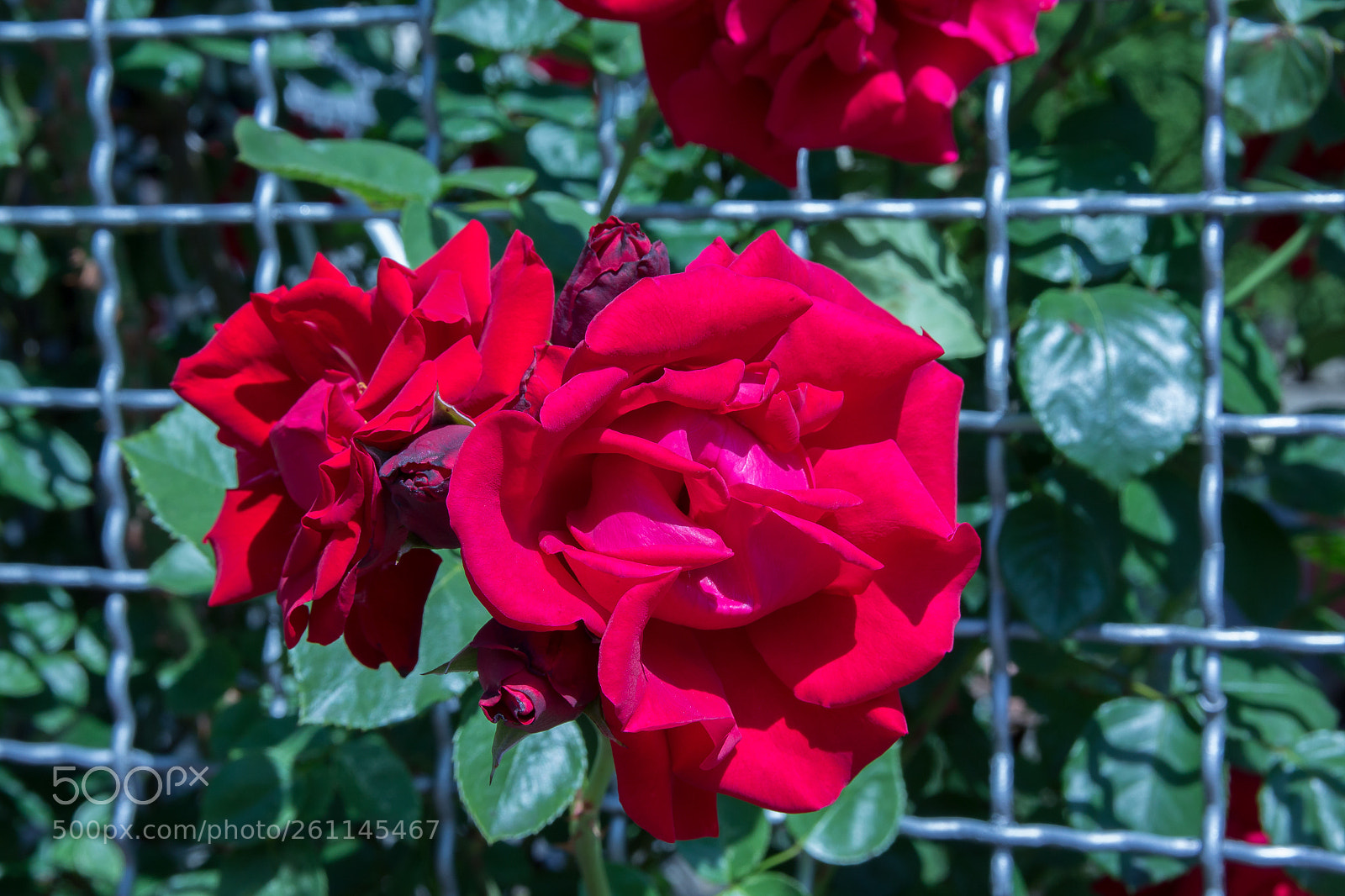 Canon EOS 1200D (EOS Rebel T5 / EOS Kiss X70 / EOS Hi) sample photo. Rose photography